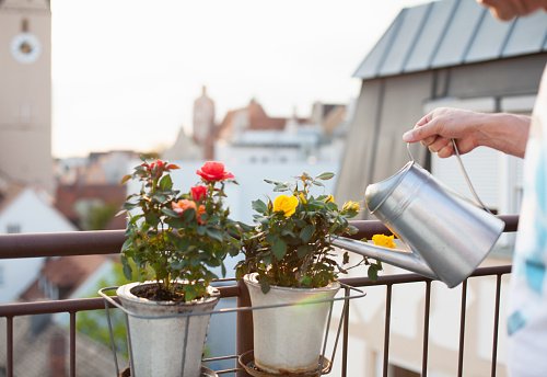 Un homme arrosant des roses fraîchement plantées dans une jardinière sur le balcon. | Photo : Getty Images