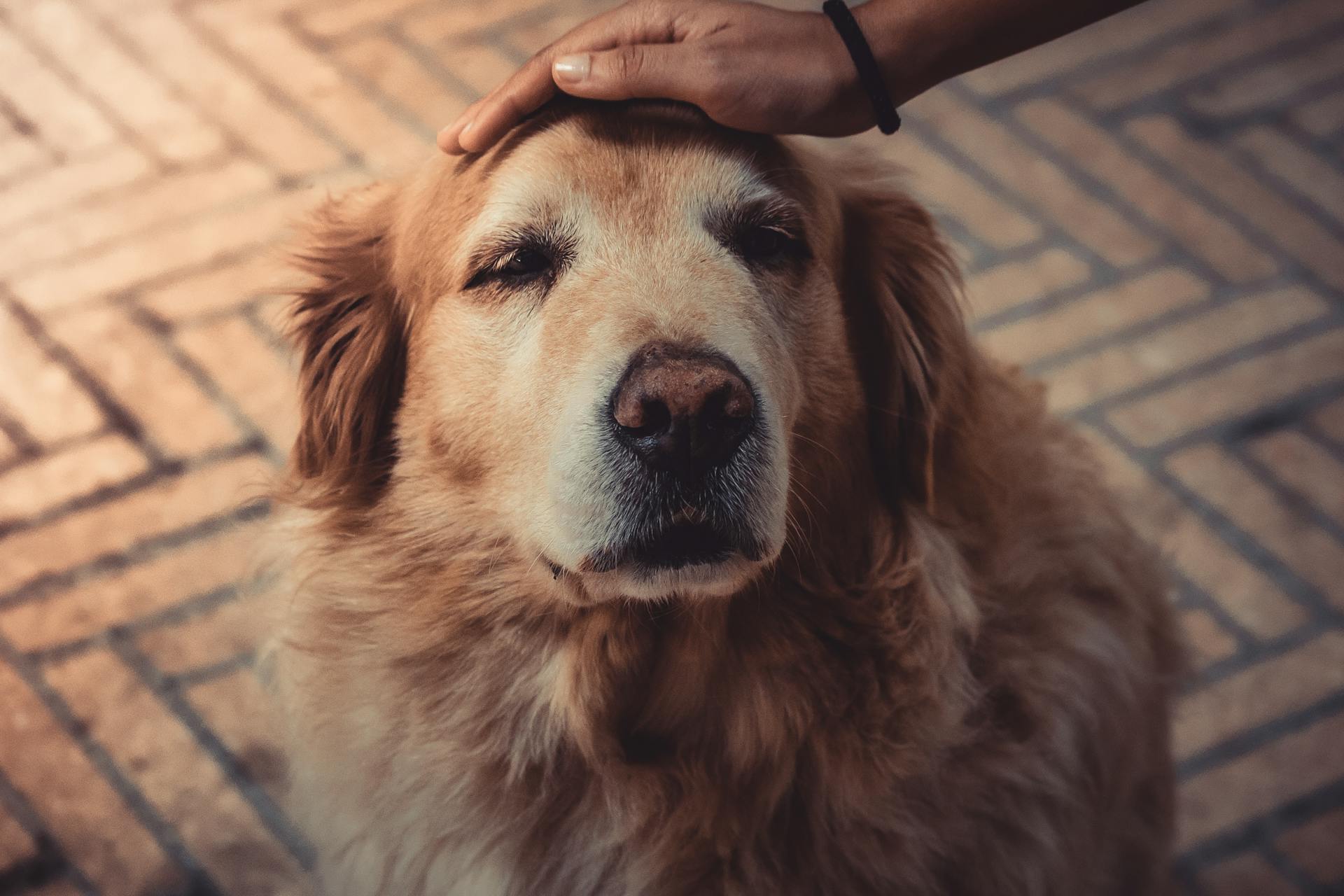 Un chien | Source : Pexels
