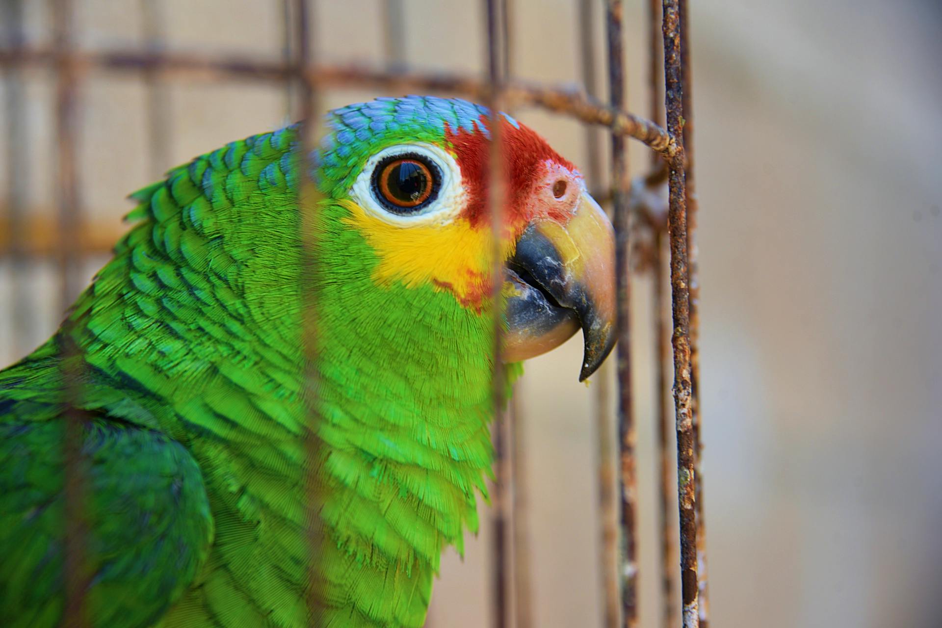 Un perroquet vert dans une cage | Source : Pexels