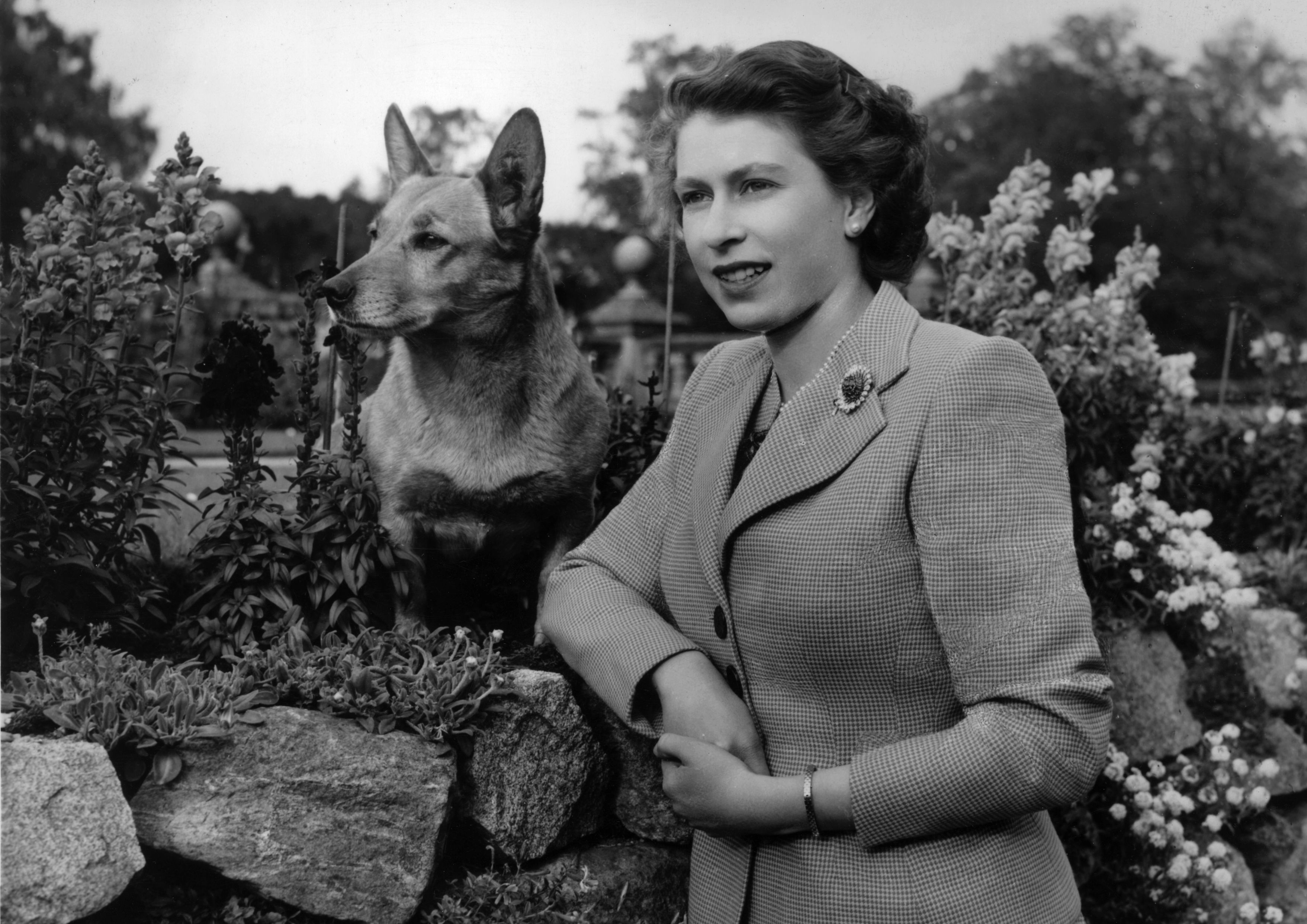 La reine de Grande-Bretagne Elizabeth II au château de Balmoral avec l'un de ses Corgis. | Source : Getty Images