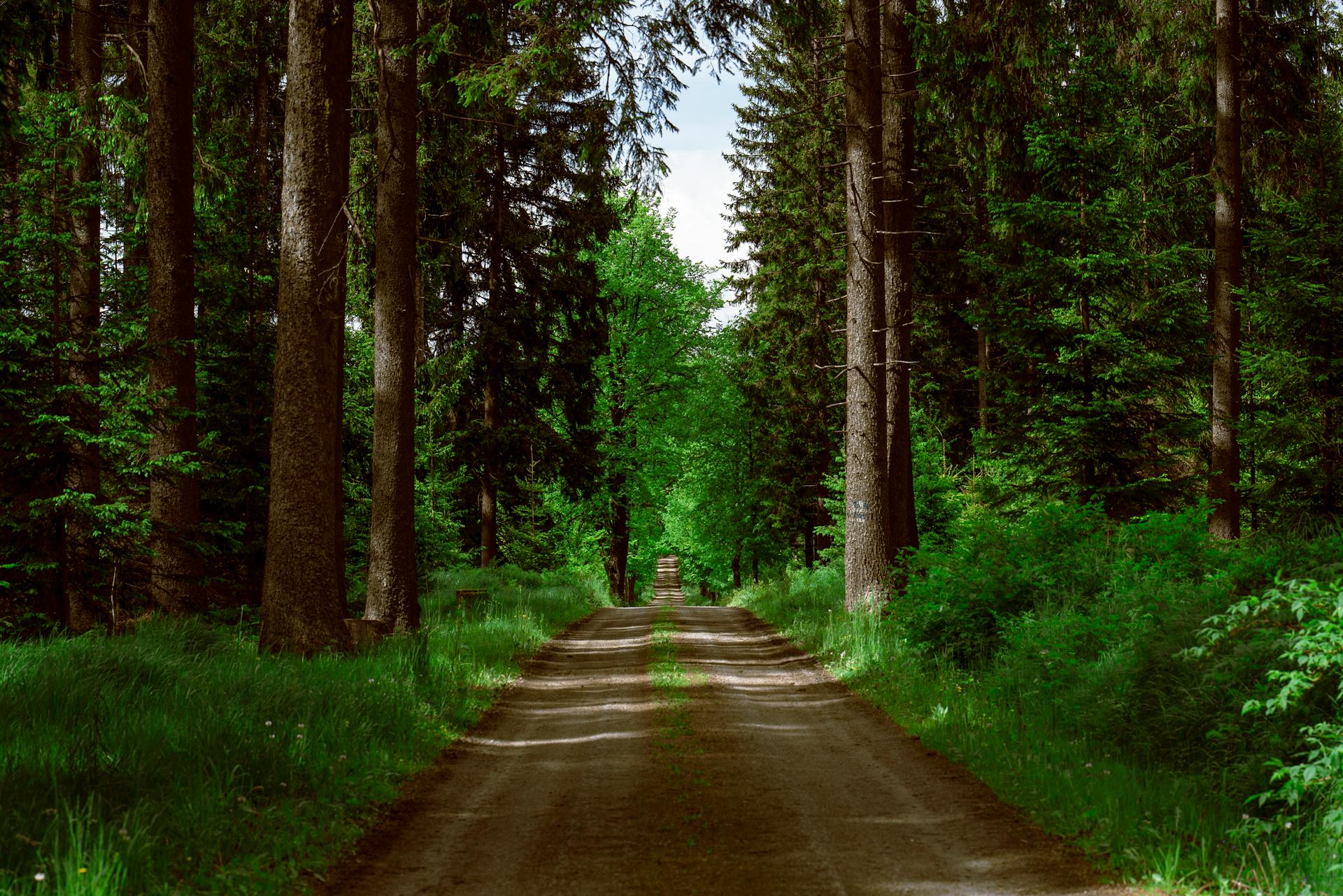 Un chemin entre des arbres | Source : Pexels