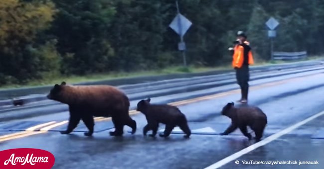 Un homme signale au conducteur de s'arrêter à cause d'un énorme ours sur la route