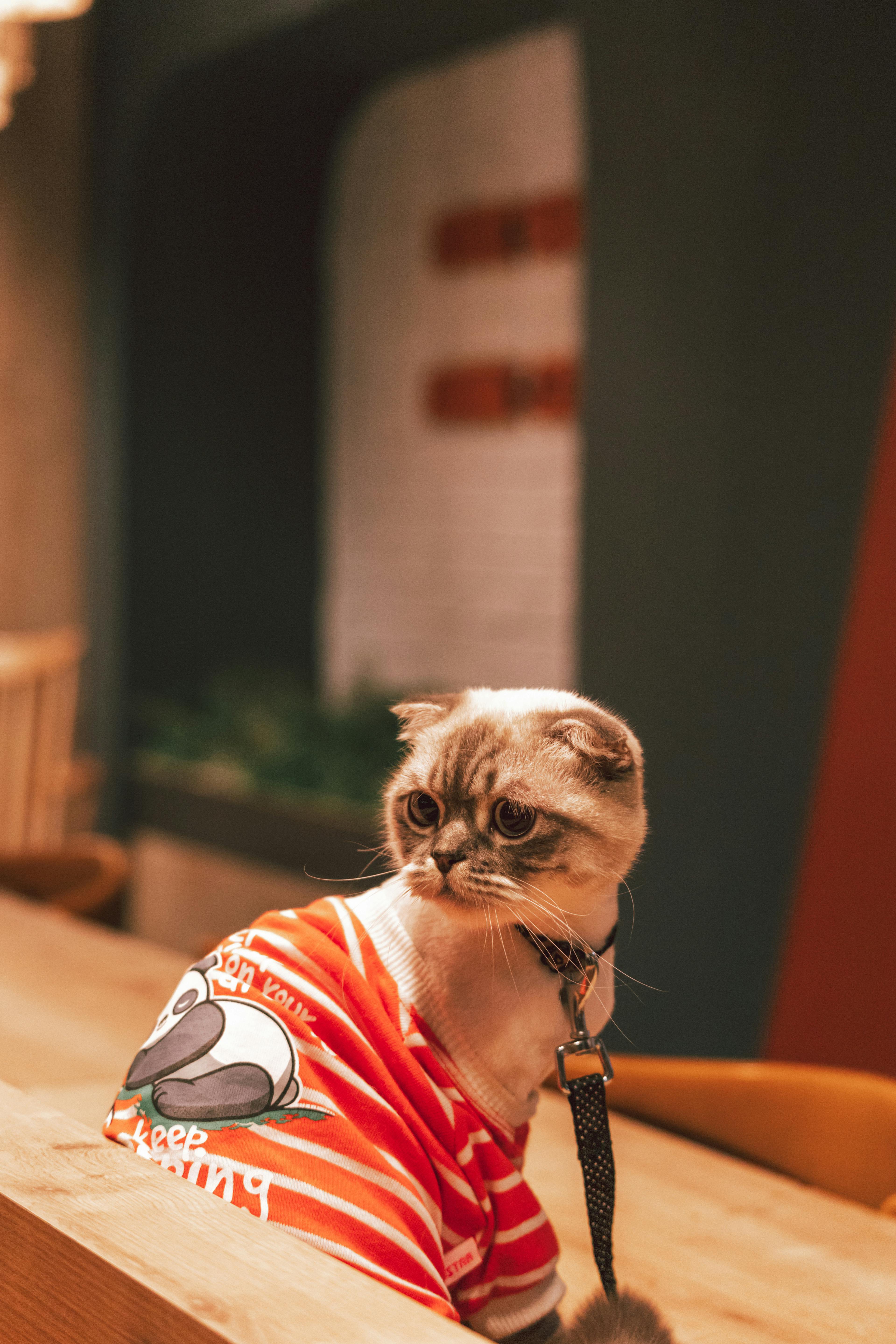 Un chat portant un pull | Source : Pexels