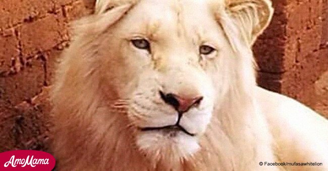 Un rare lion blanc vendu pour être abattu en tant que trophée