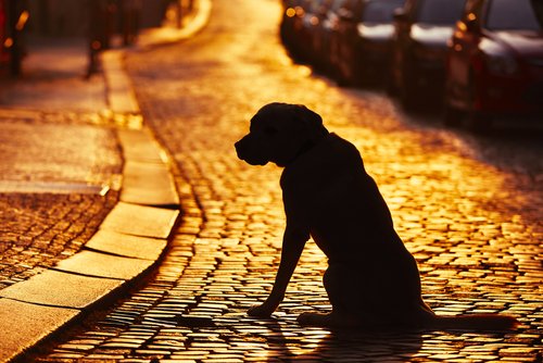 Silhouette d'un chien dans la rue au coucher du soleil. | Photo : Shutterstock