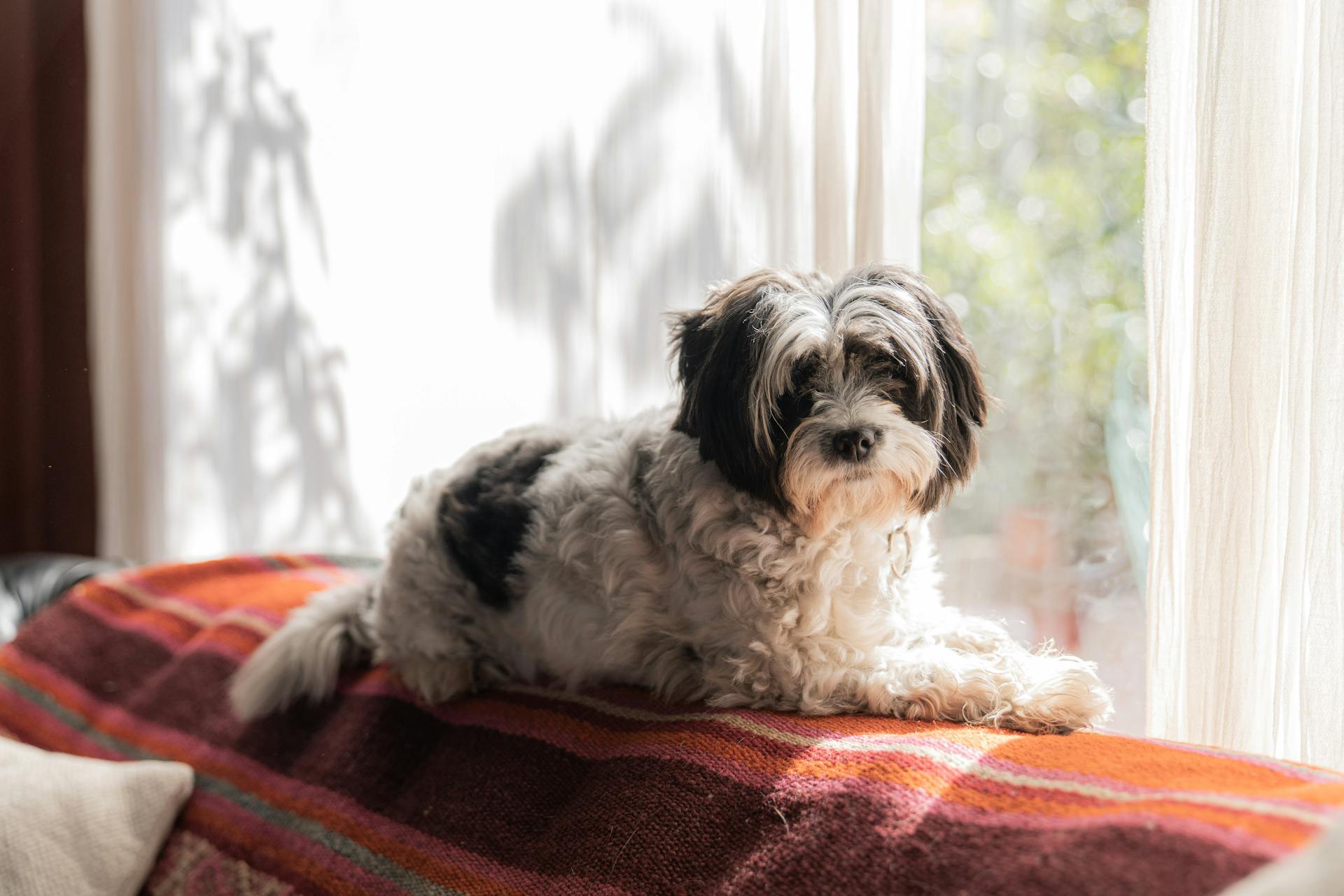 Un chien couché dans un endroit ensoleillé | Source : Pexels