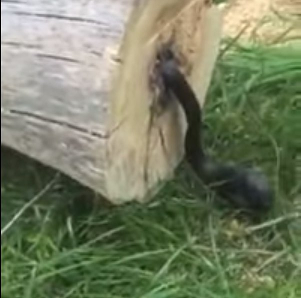 Source: YouTube/Sean Naber