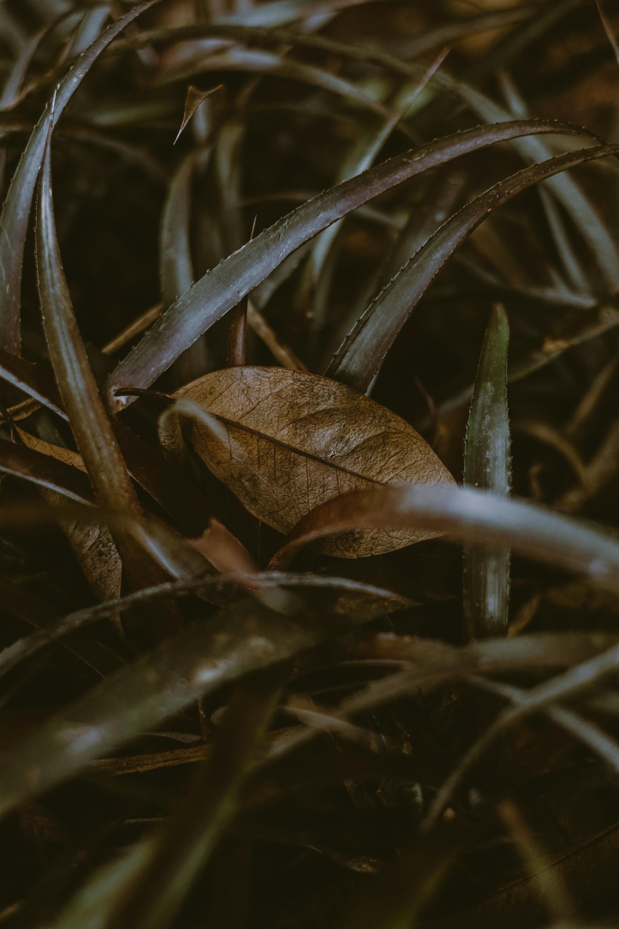 Herbe flétrie | Source : Pexels