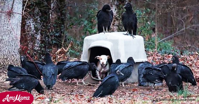 Les maîtres de ce chien l'ont attaché à un arbre et l'ont abandonné. Quelques temps plus tard, des vautours ont commencé à se rassembler près de lui