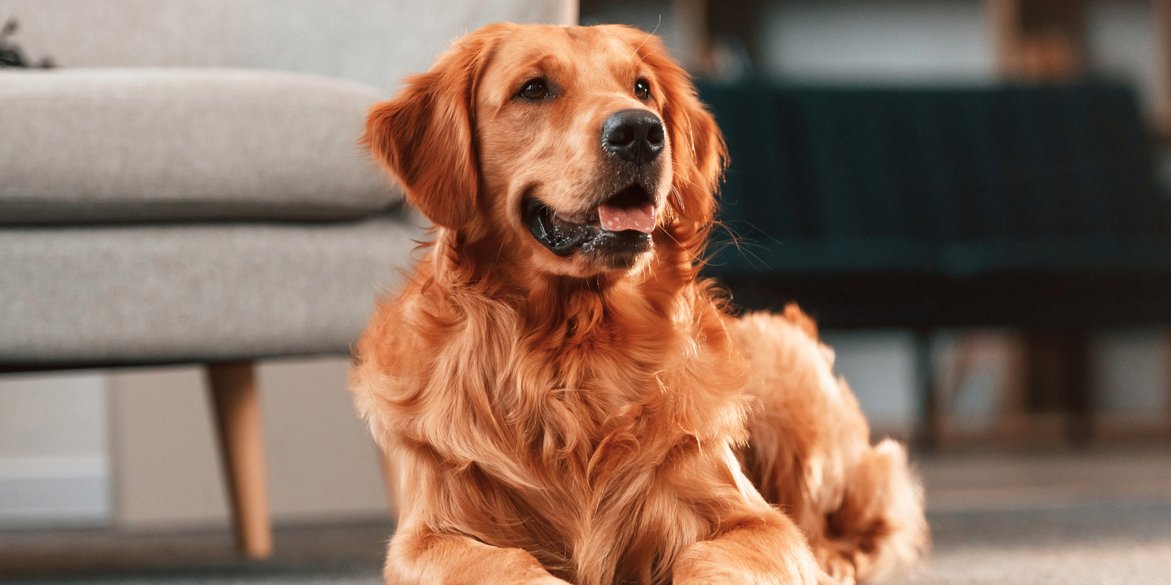 Un chien assis dans une pièce | Source : Shutterstock