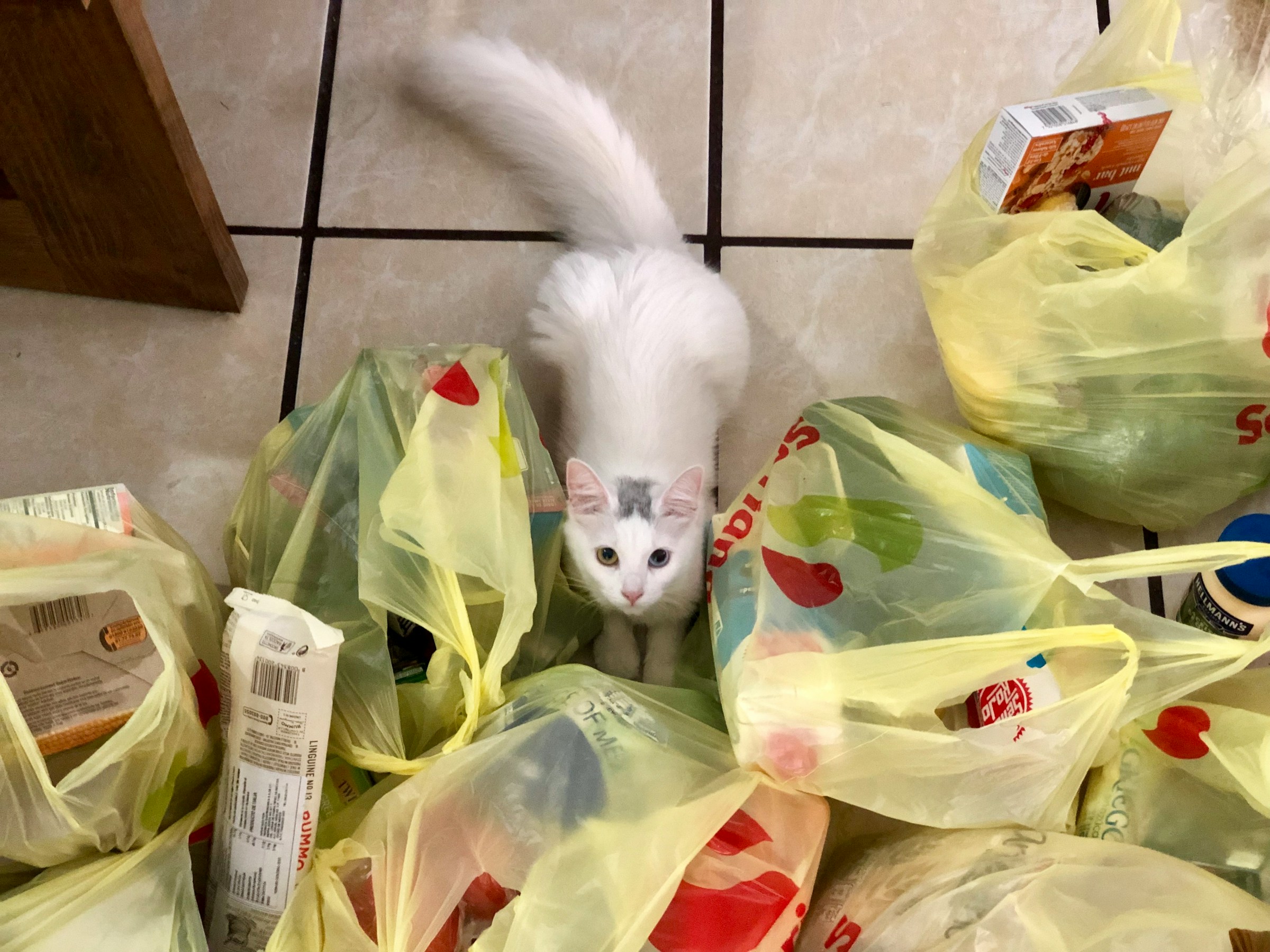Un chat au milieu des sacs d'épicerie | Source : Unsplash