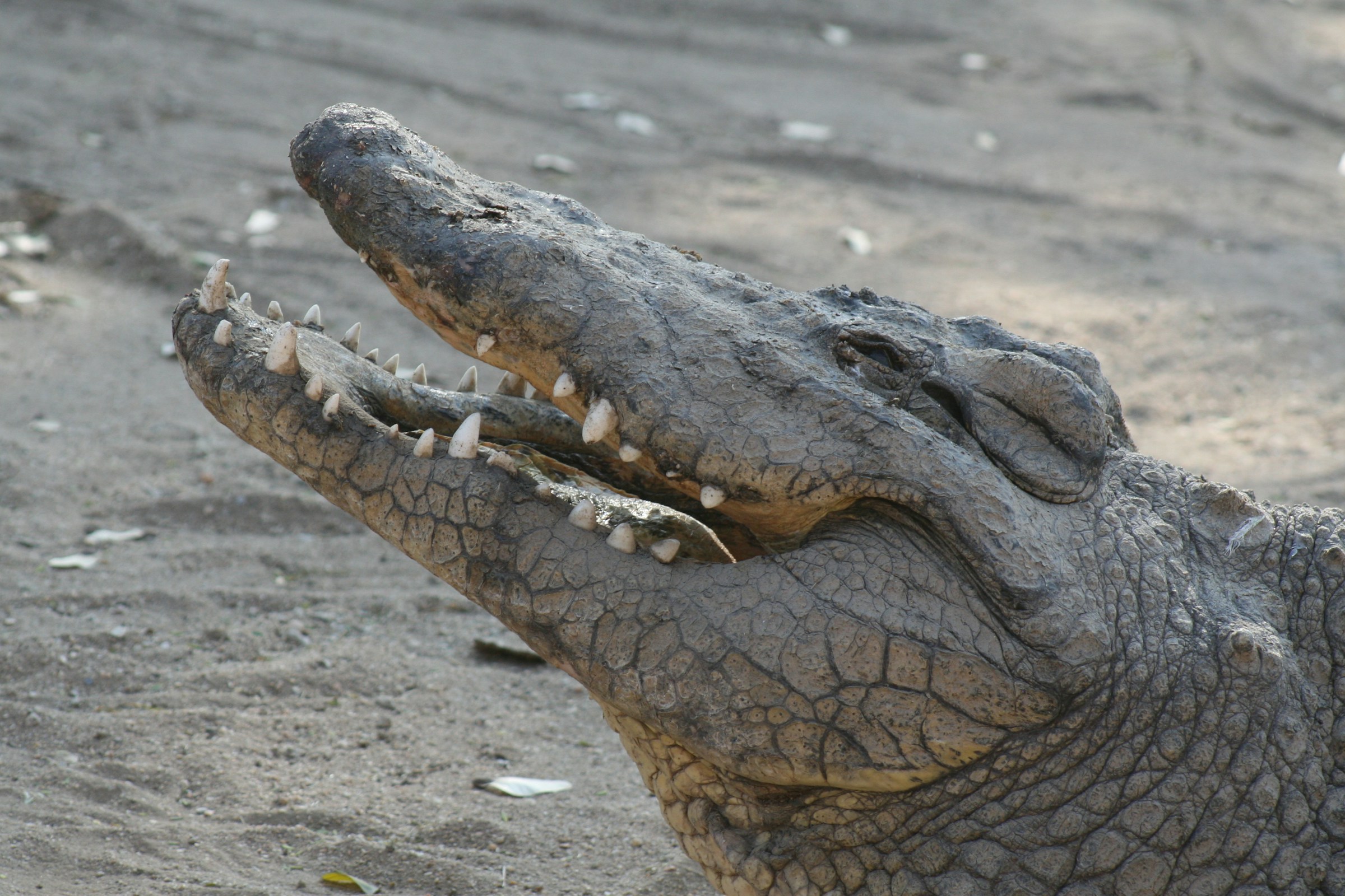 Un crocodile | Source : Unsplash