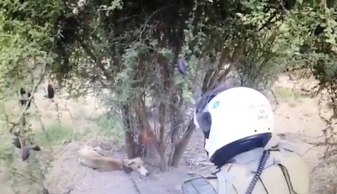 Des policiers ont trouvé un lévrier mal nourri attaché à un arbre. | Photo : Twitter/Carabineros de Chile