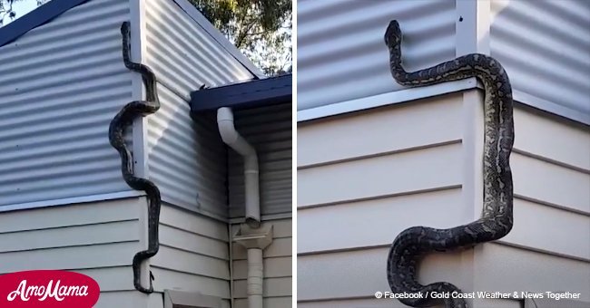 Un propriétaire a partagé une vidéo terrifiante où on voit un énorme serpent essayer d'entrer dans sa maison