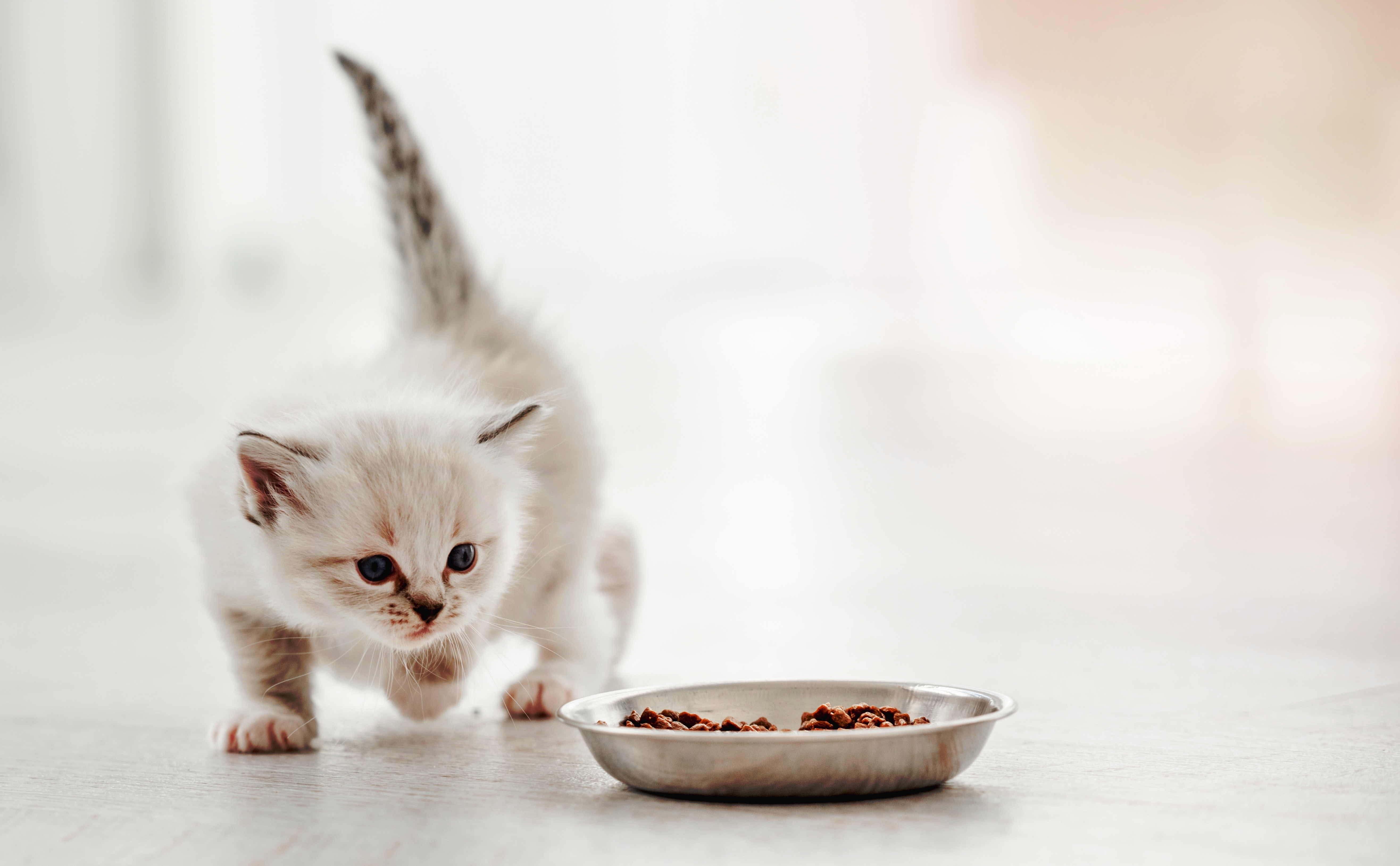 Un chaton marchant vers un bol de nourriture | Source : Shutterstock