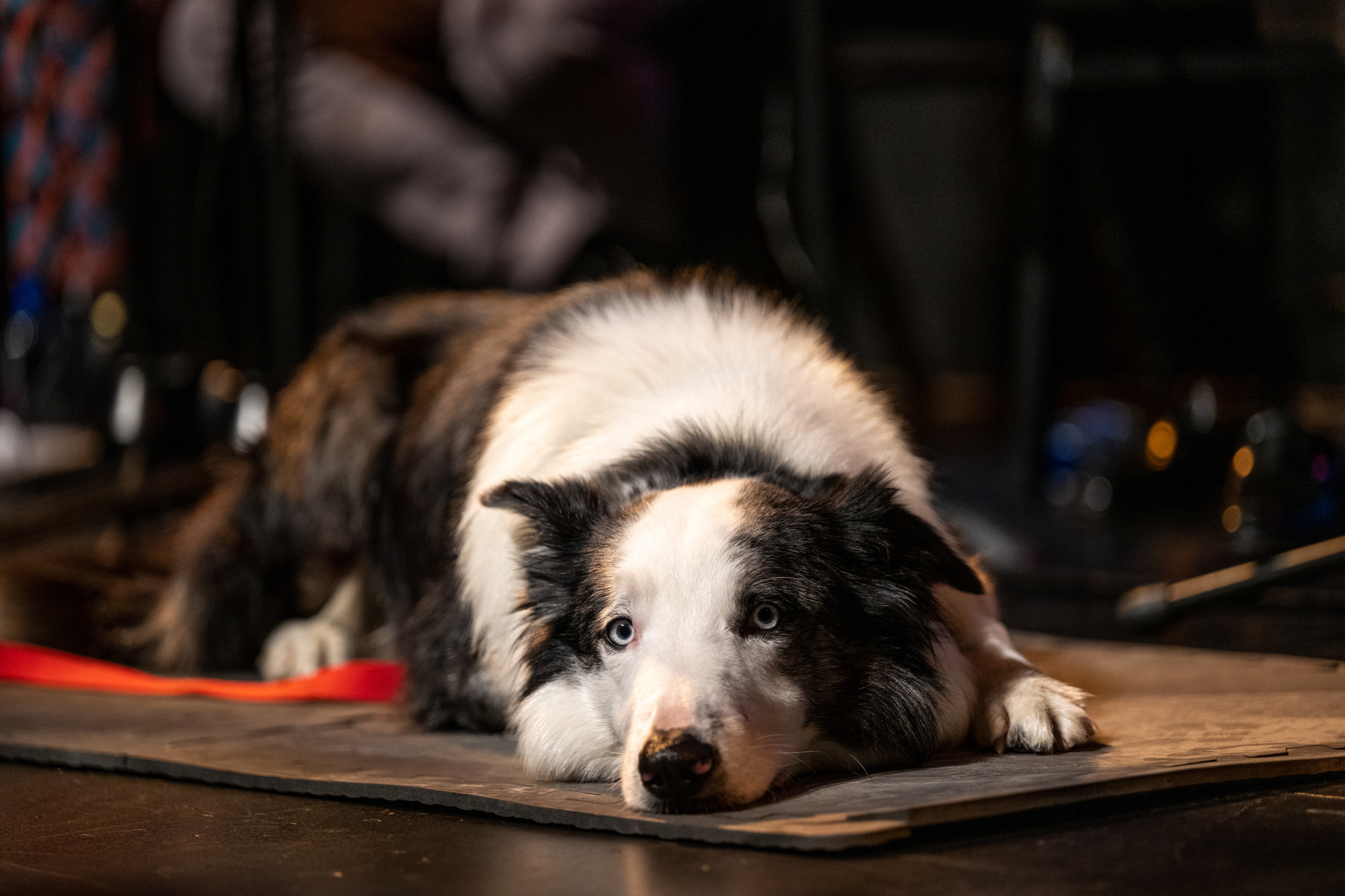 Messi le chien assiste à la lecture en direct de "Anatomy Of A Fall" de Justine Triet, organisée par Film Independent, le 14 février 2024 à Beverly Hills, en Californie | Source : Getty Images