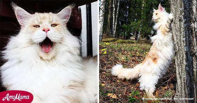 Une femme partage une photo de son chat incroyablement beau et il est énorme