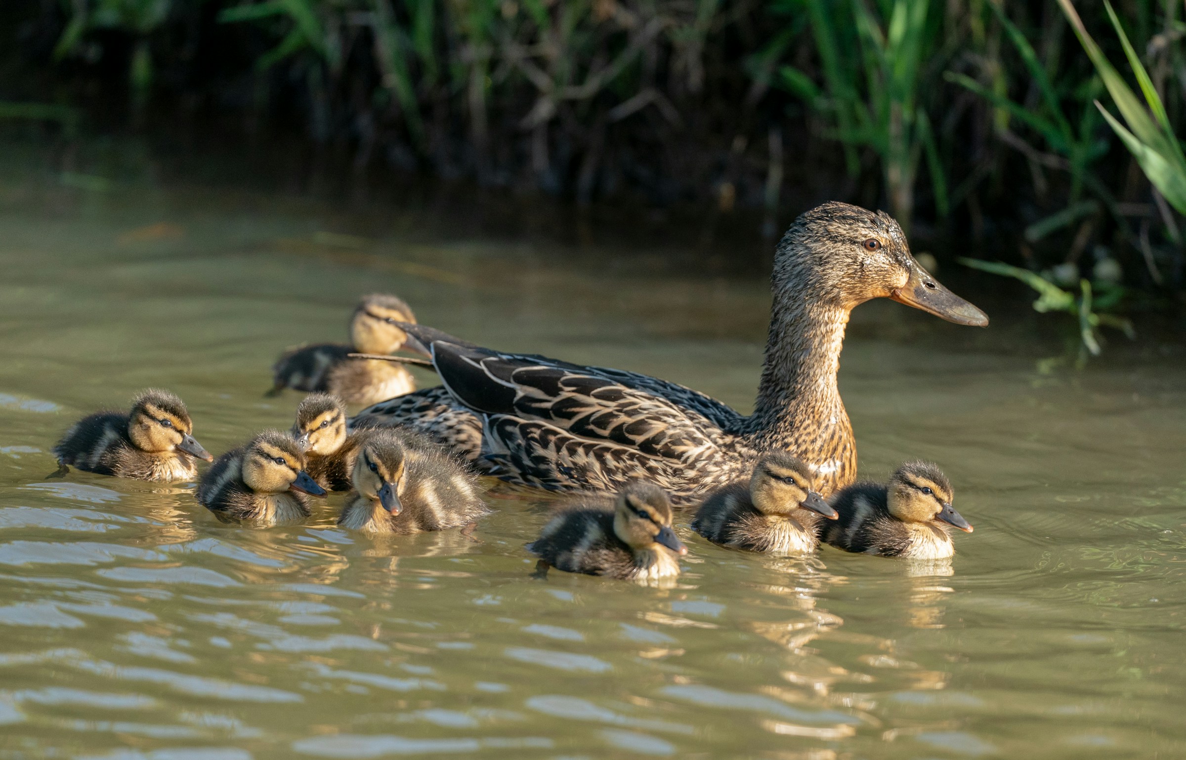 Une maman canard avec ses canetons | Source : Unsplash