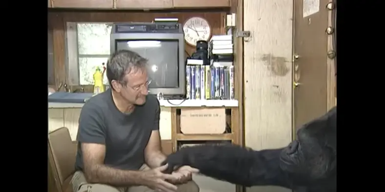 Robin Williams avec Koko le gorille en 2001. | Source : YouTube/kokoflix