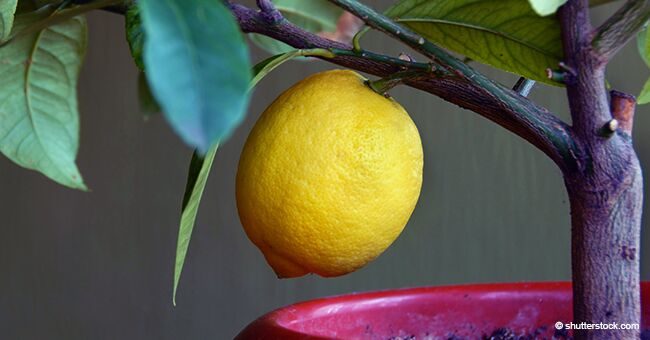Citrons : un moyen facile de faire pousser son propre citronnier à la maison