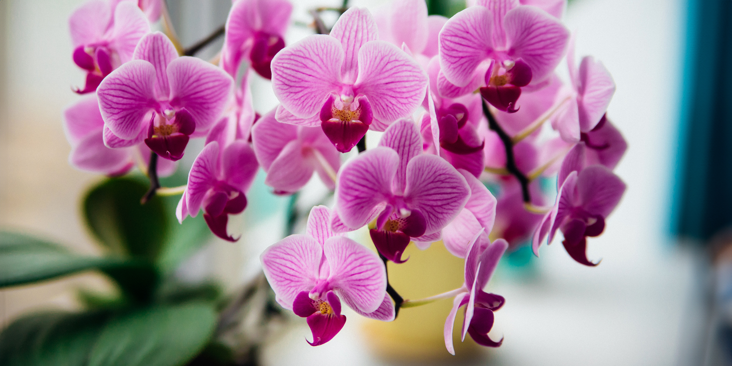 Orchidée rose | Source : Shutterstock