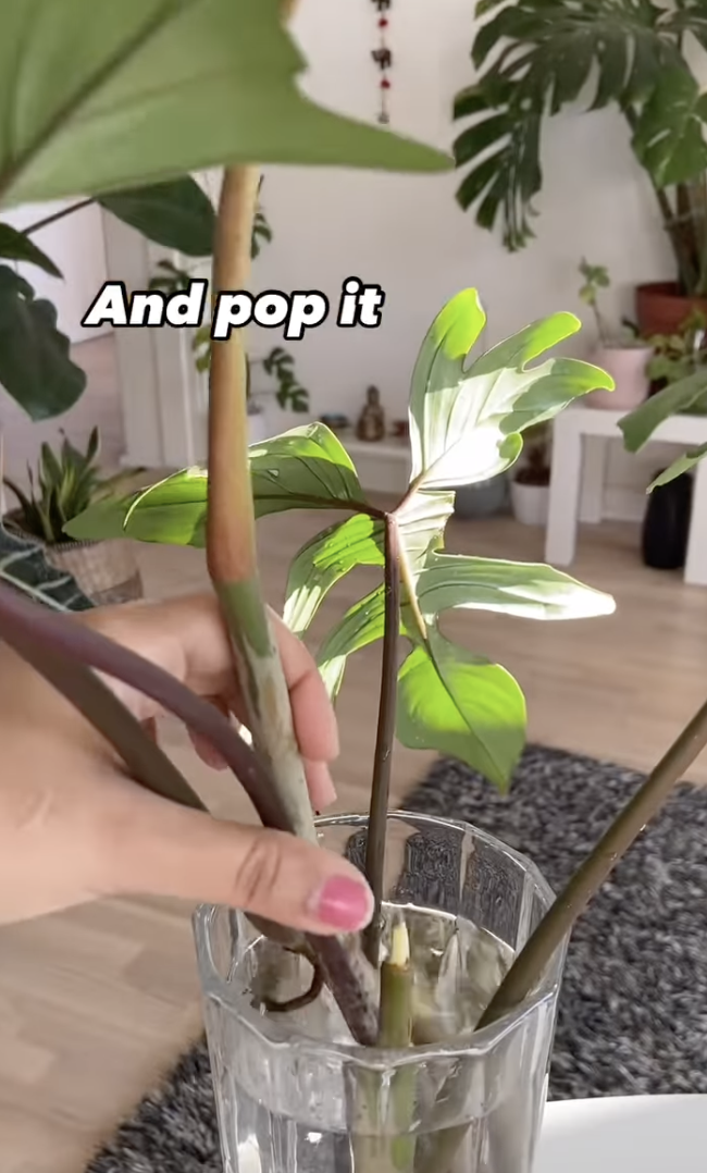 Une bouture de plante enduite de poudre de cannelle avant d'être ajoutée dans l'eau pour la propagation dans un clip téléchargé le 10 décembre 2024 | Source : Instagram/peoplewithplants_official