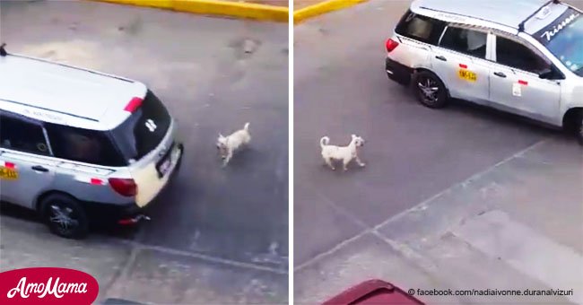 Une famille a laissé son chien au milieu de la piste et son acte sans cœur a été filmé par un passant