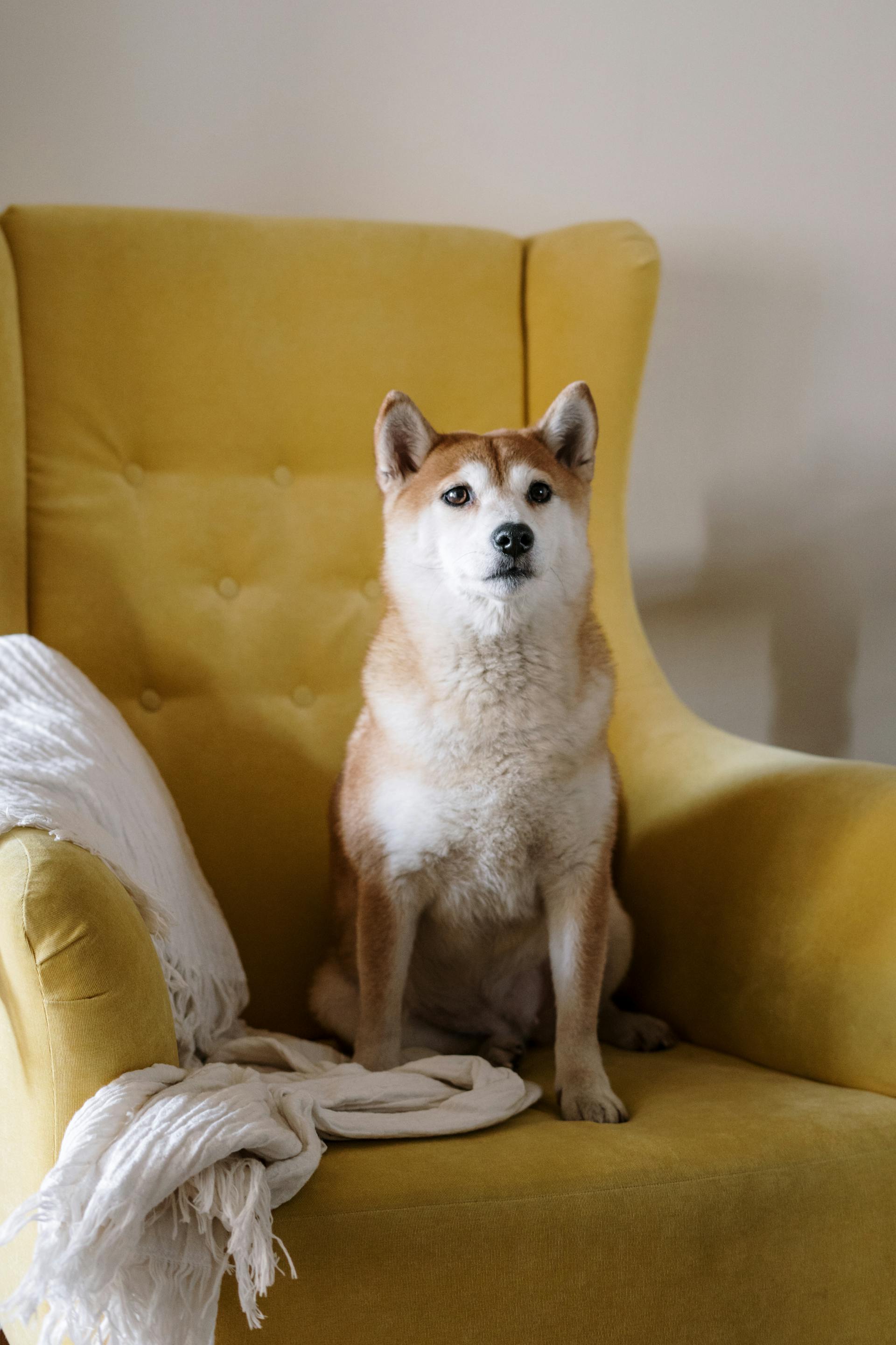 Un chien assis sur un fauteuil | Source : Pexels