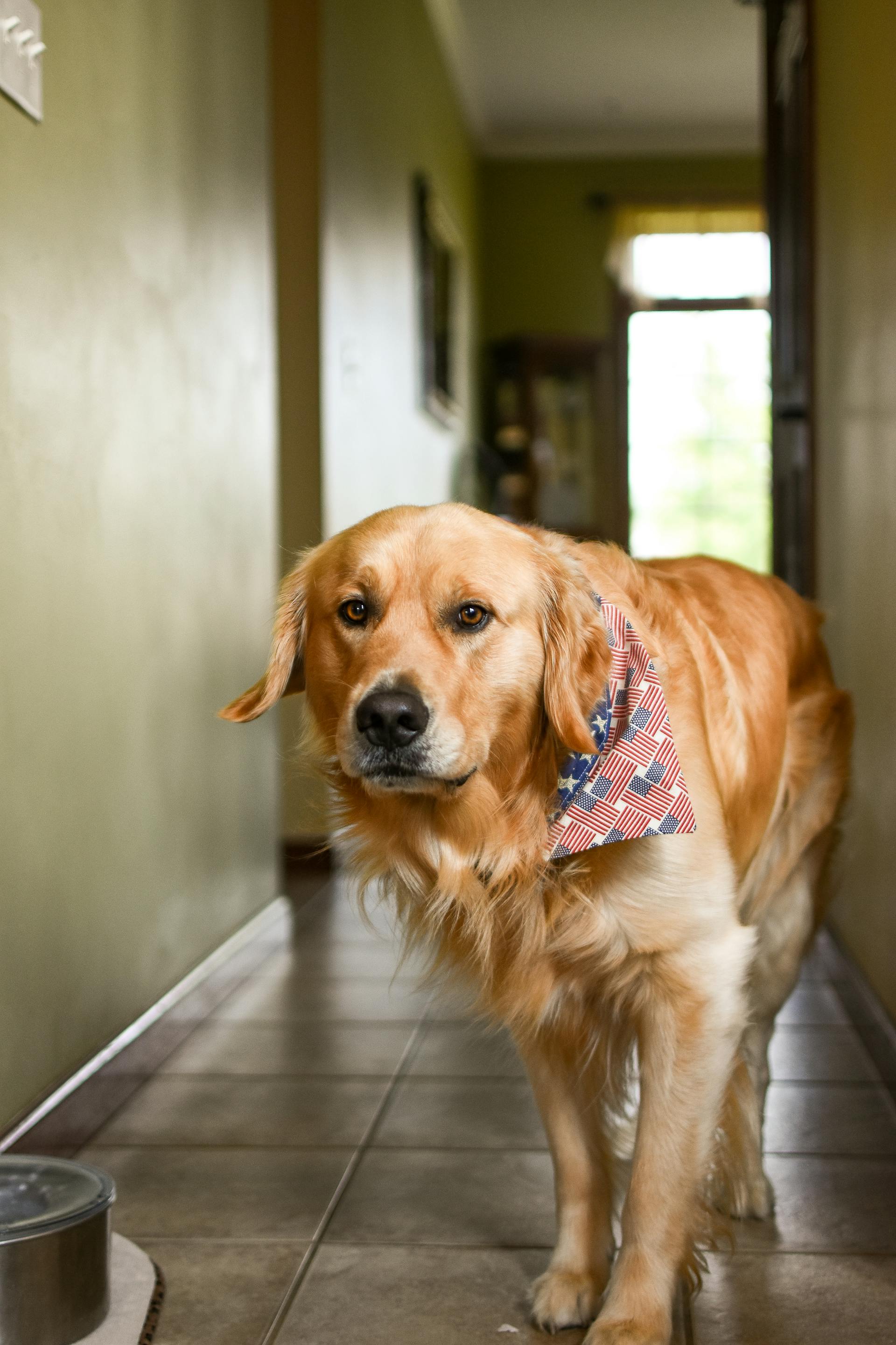 Un golden retriever debout dans le couloir | Source : Pexels