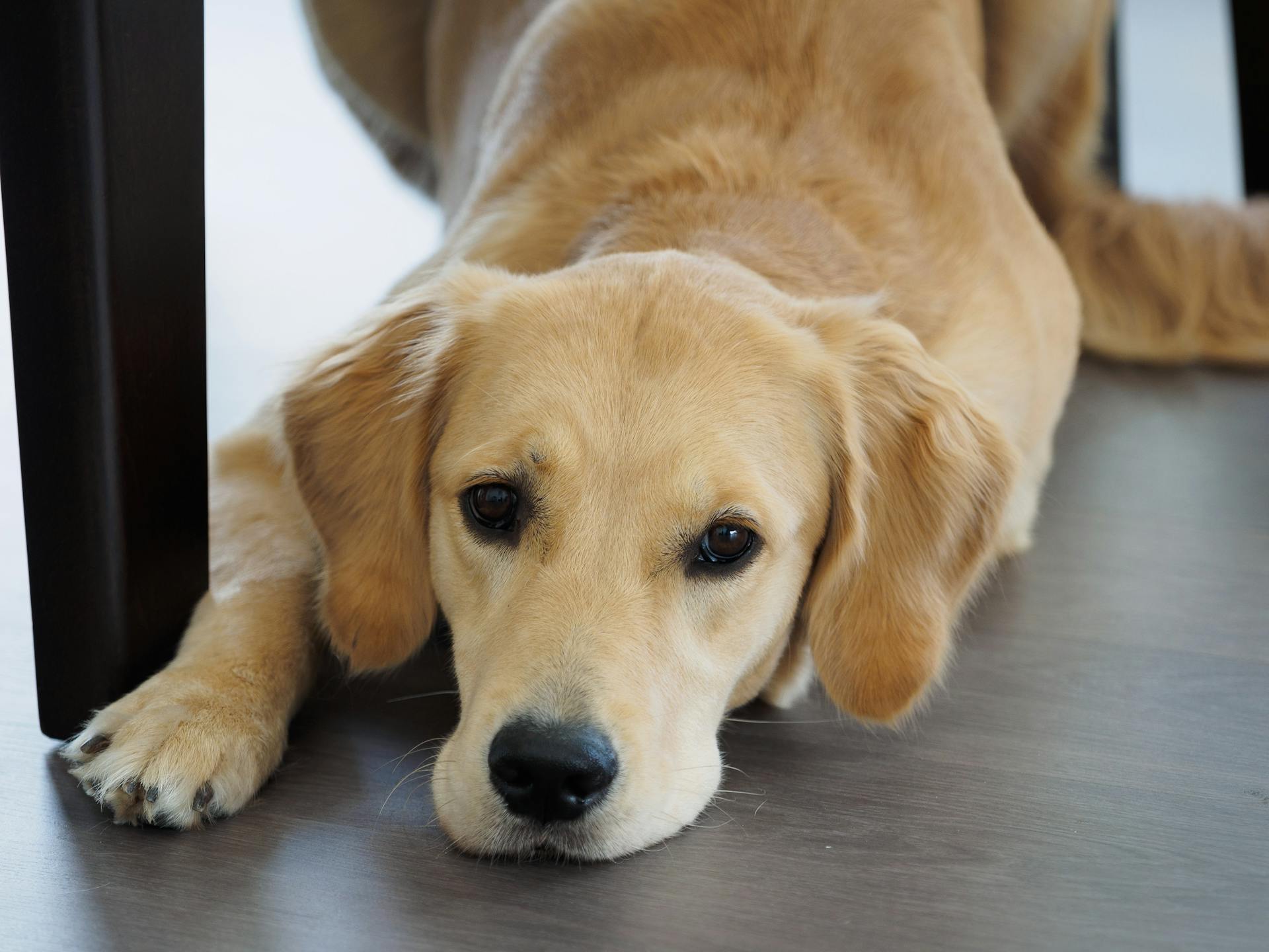 Un golden retriever dans une maison | Source : Pexels