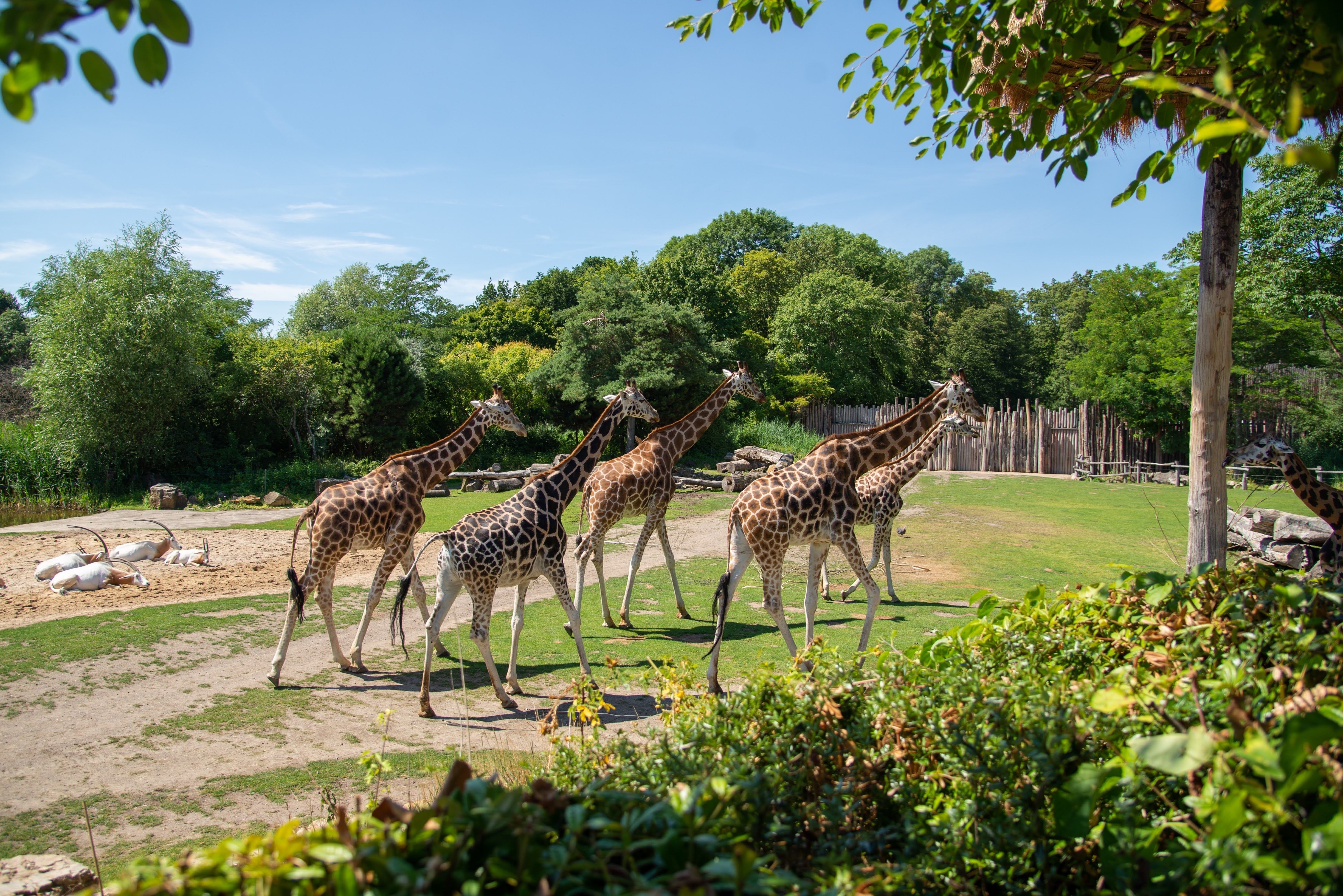 Girafas no zoológico |  Fonte: Shutterstock