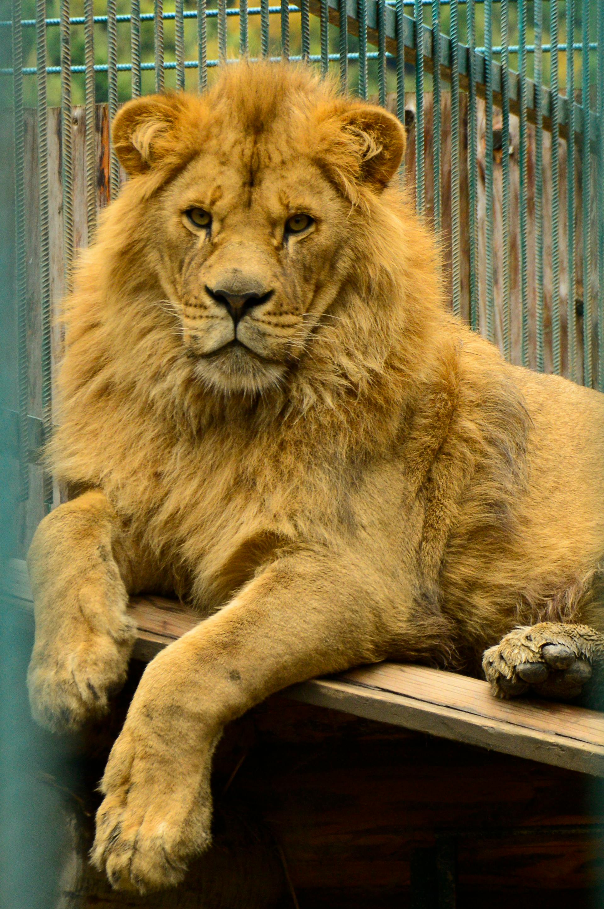 Gros plan sur un lion dans un zoo | Source : Pexels