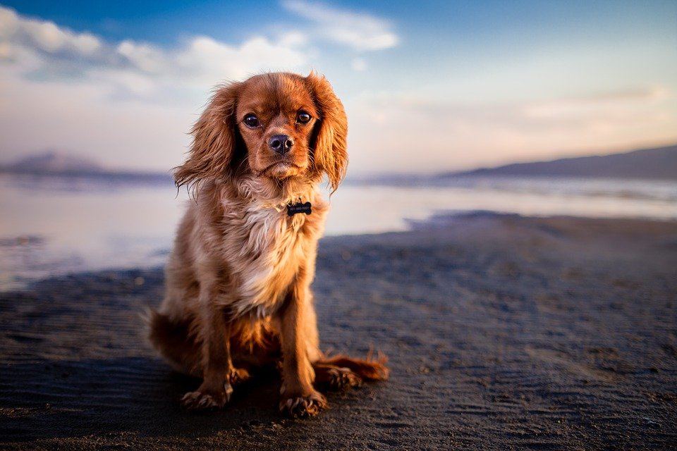 Un adorable chien qui regarde. | Photo : Pixabay