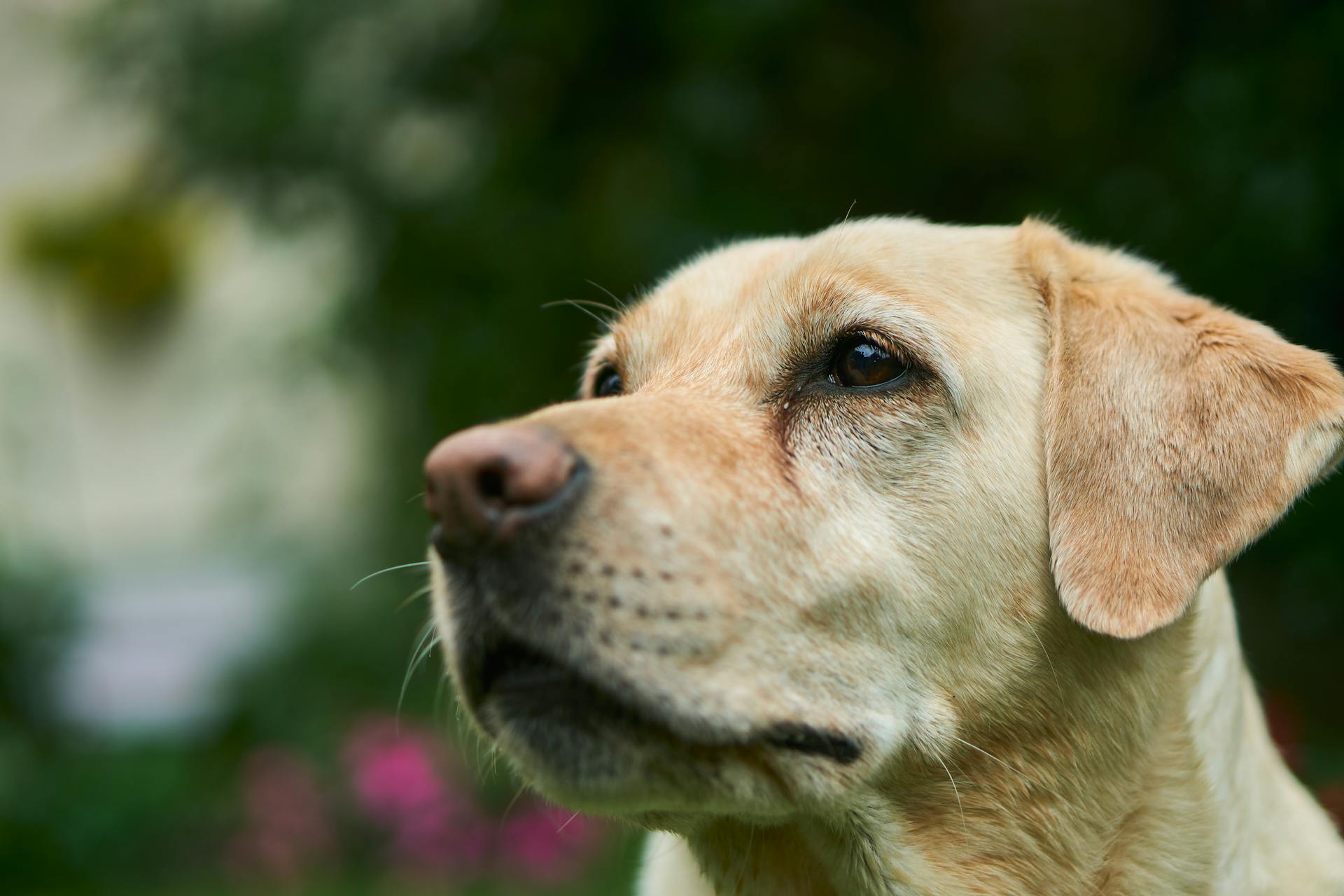 Un gros plan d'un chien | Source : Pexels