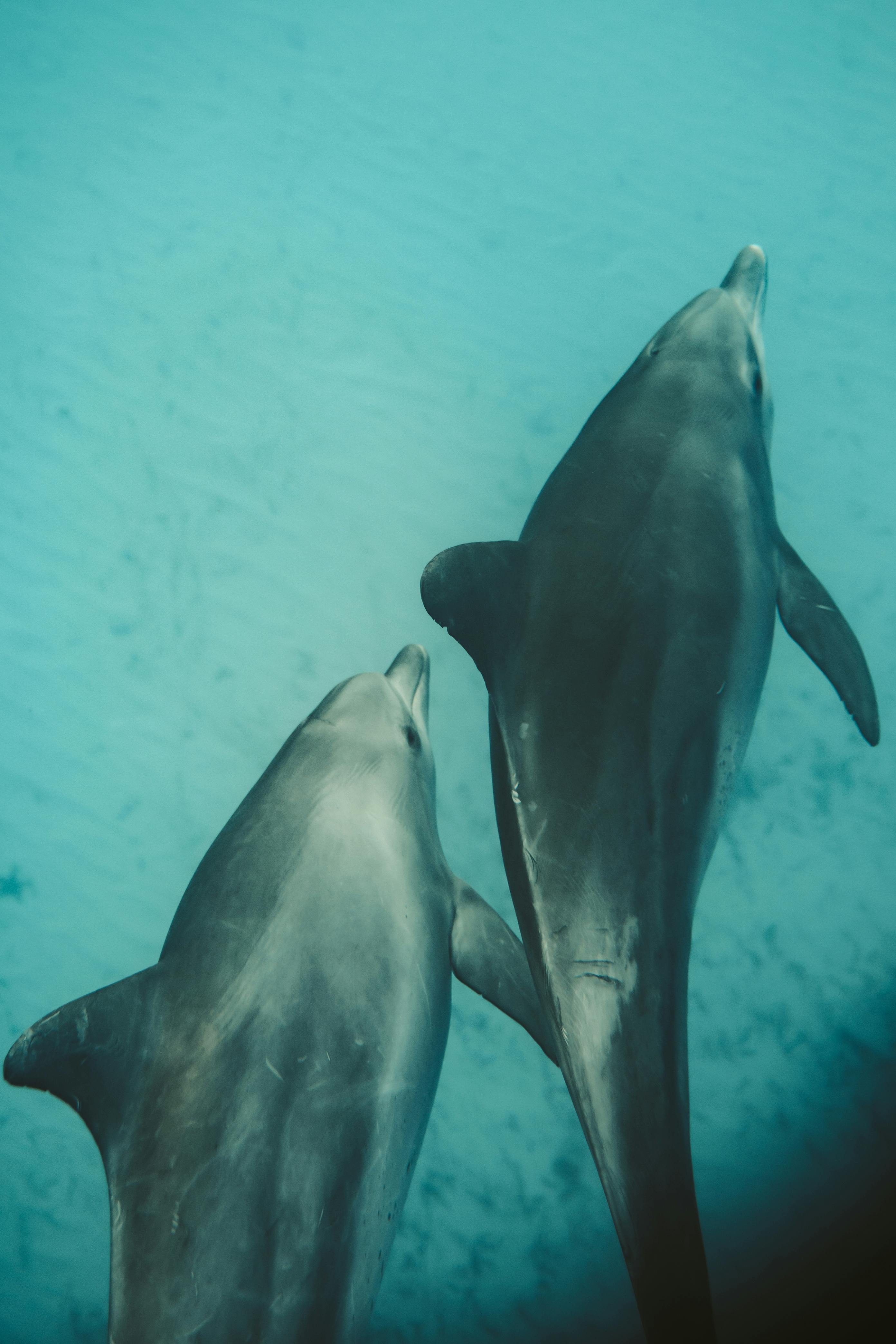 Dauphins | Source : Pexels