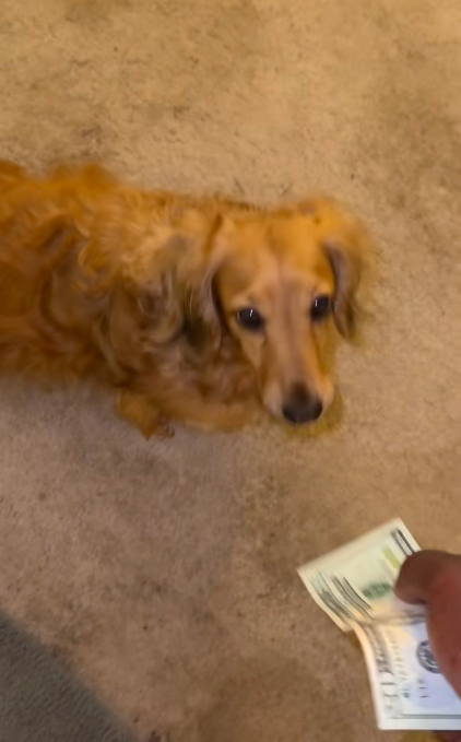 Marquay Collins s'amuse à payer sa chienne Lana après qu'elle l'a aidé. | Source : TikTok/@marquaythegoat