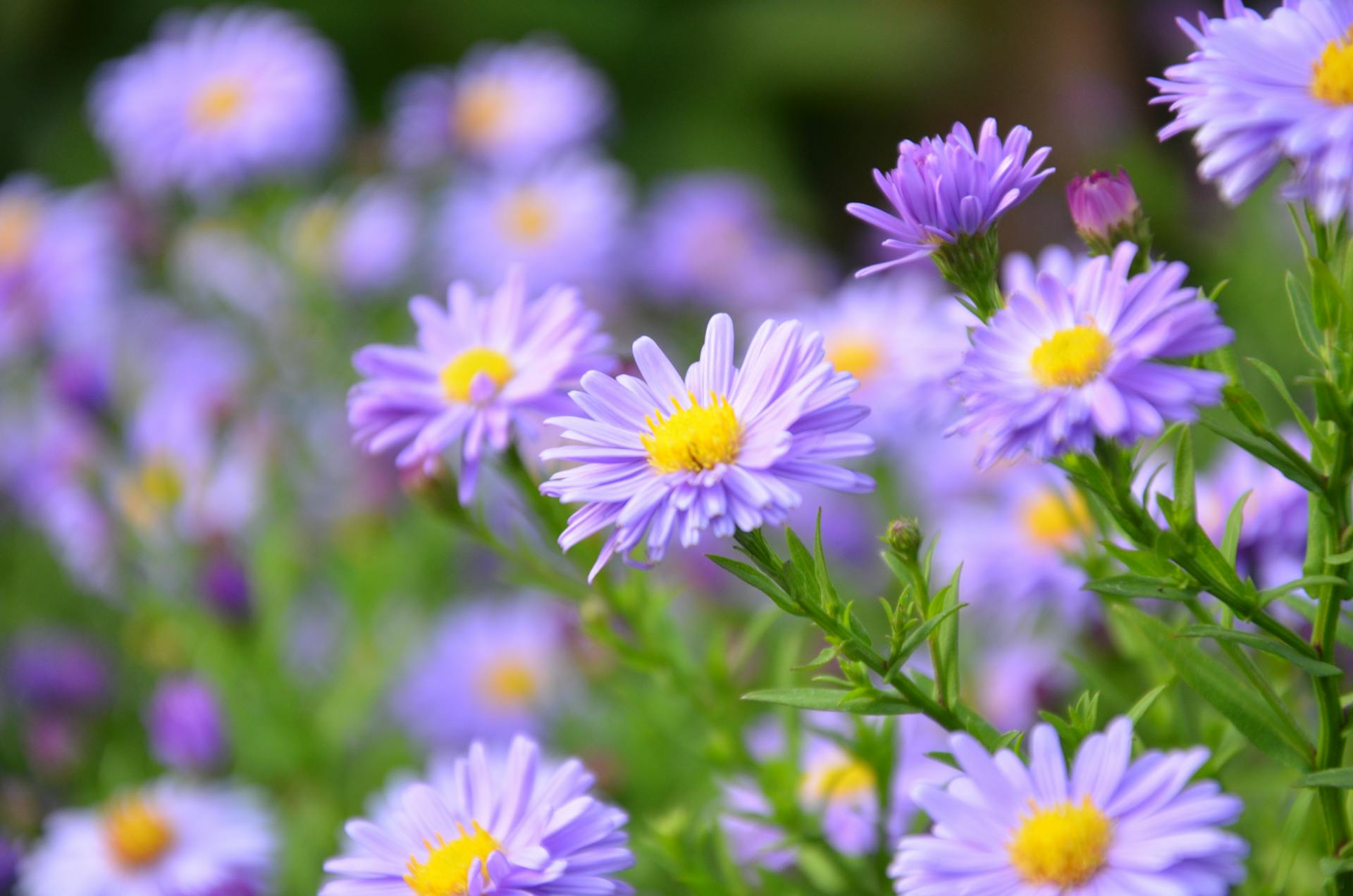 Marguerites poussant dans un jardin | Source : Pexels