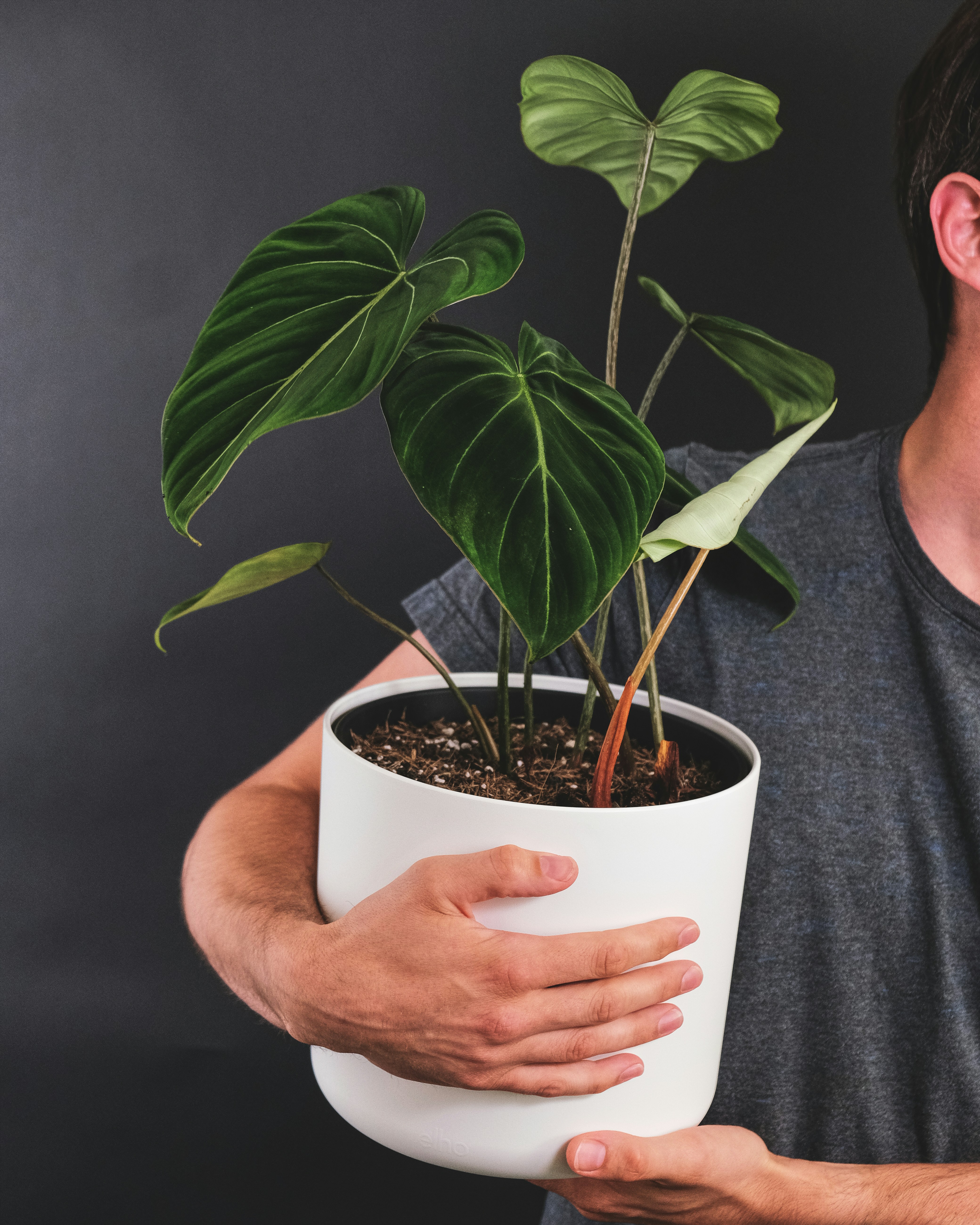 Une personne tenant une plante | Source : Unsplash