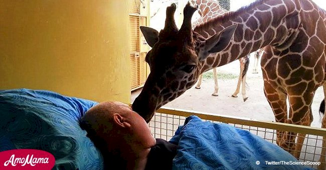 Le moment émouvant où une girafe est venue faire un bisou d'au revoir à un ouvrier du zoo mourant