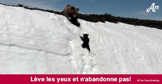 Un petit ours devient viral après des tentatives persistantes pour atteindre sa mère sur une pente raide