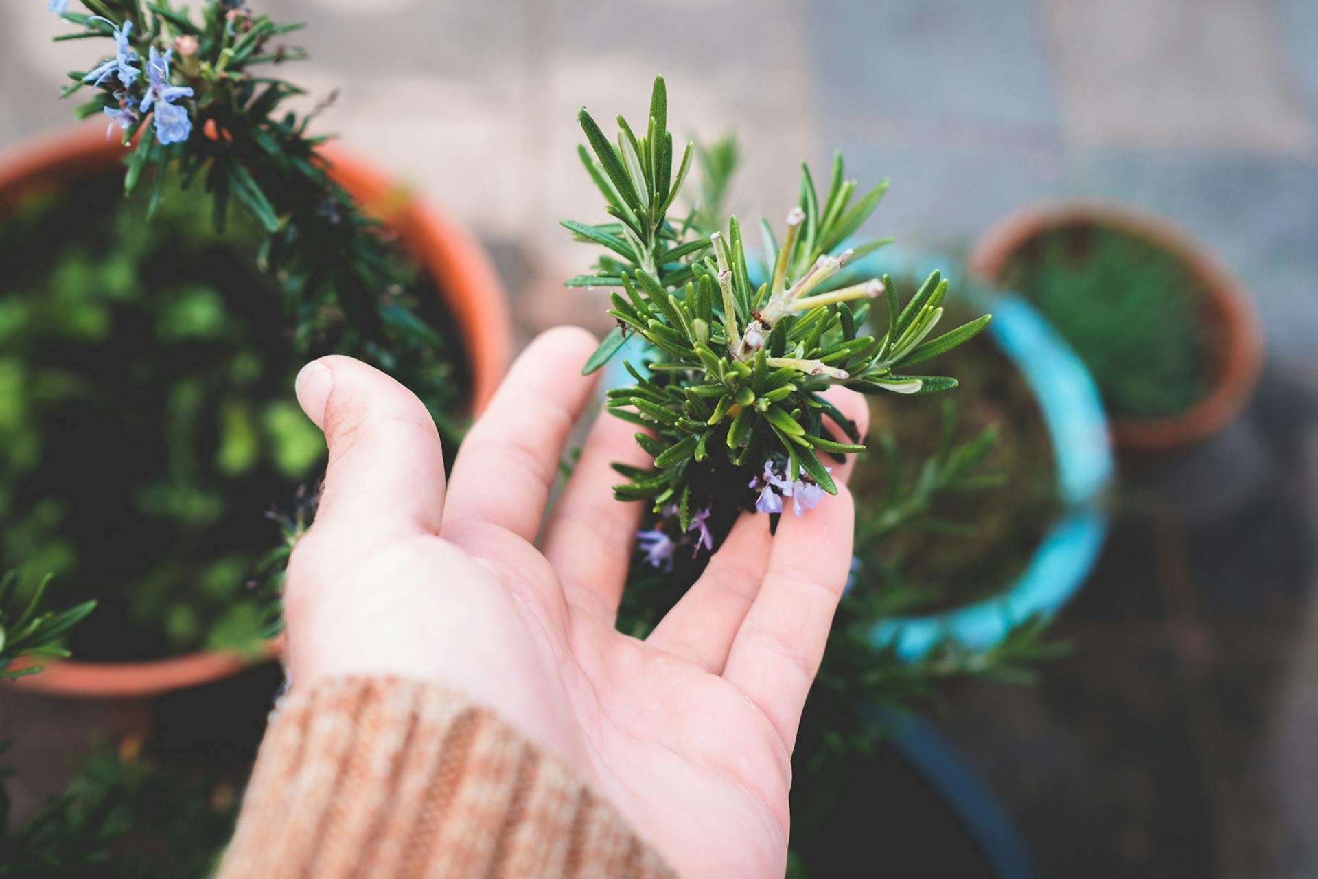 Gros plan sur une personne qui touche un plant de romarin en pot | Source : Pexels