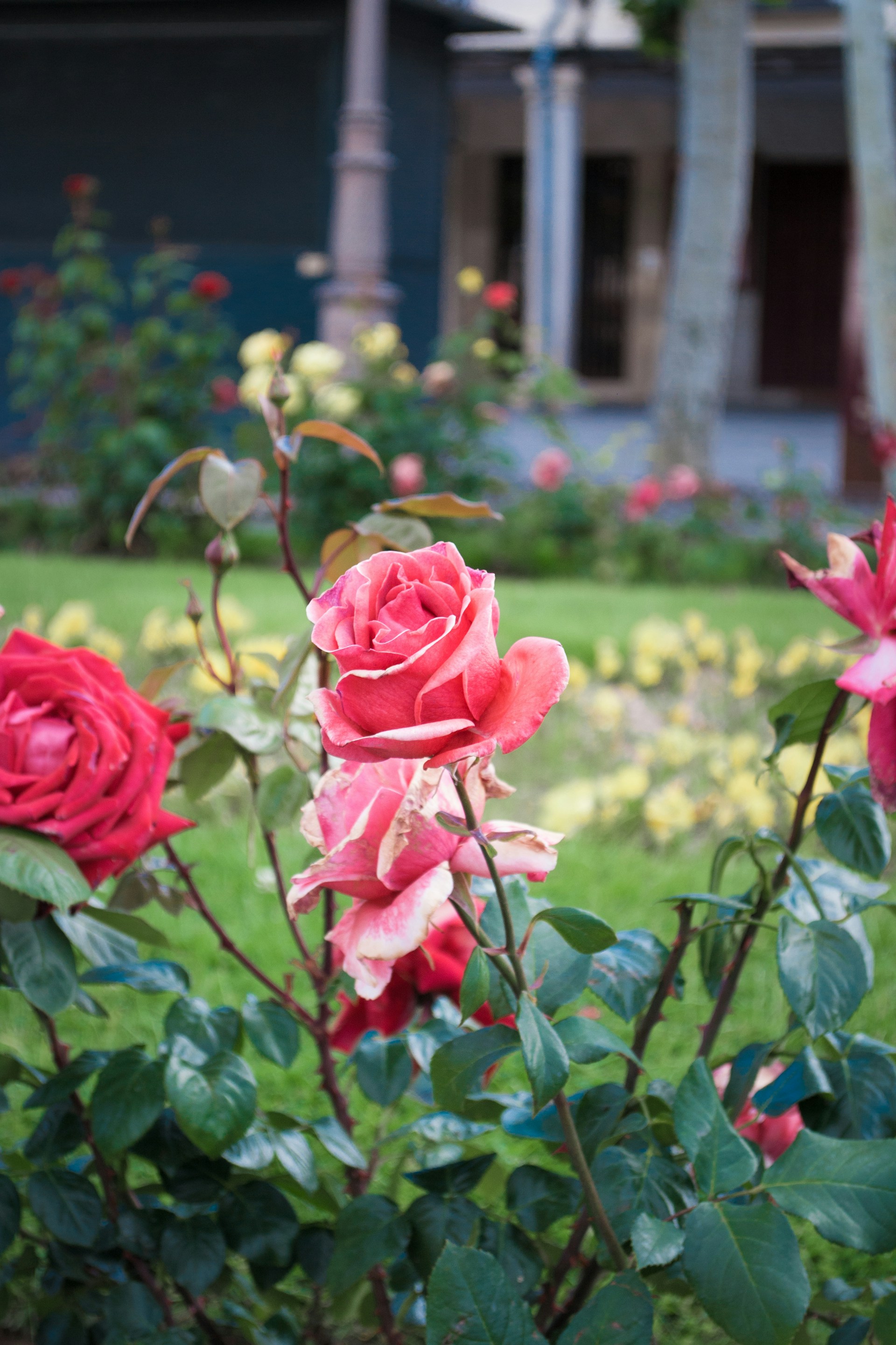 Un beau jardin à l'extérieur d'une maison | Source : Unsplash