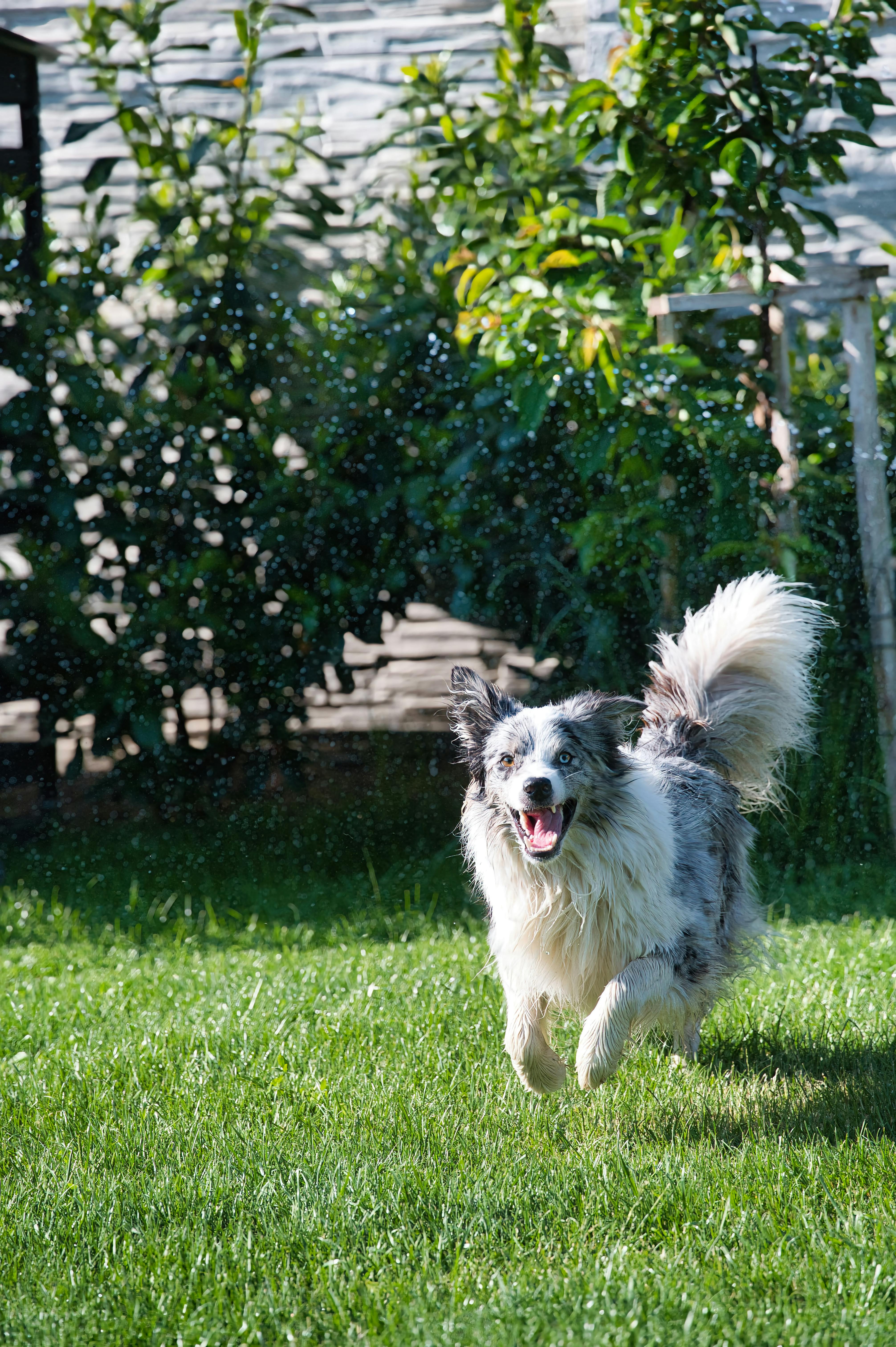 Un chien qui court | Source : Unsplash