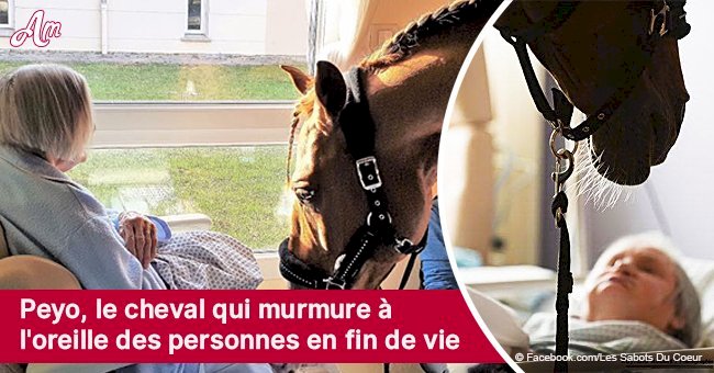 Rencontrez Peyo, le cheval qui murmure à l'oreille des mourants en leur fournissant un soulagement