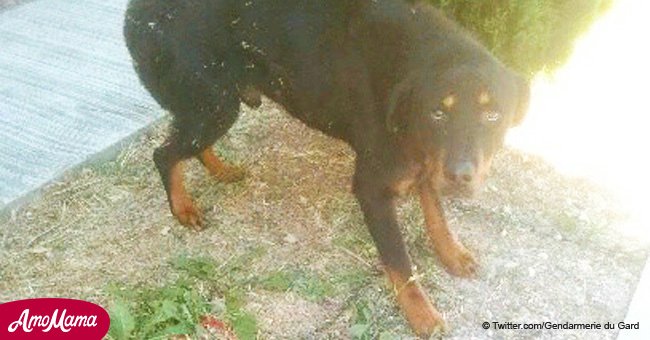 Gard: Les propriétaires attachent leur chien à un arbre sans eau et partent en vacances
