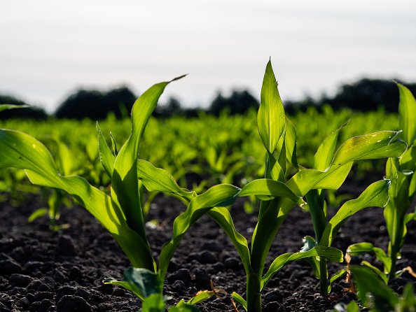sols et plantesUne vue d'un champ avec des cultures agricoles poussent pendant un printemps très chaud.|Photo : Getty Images