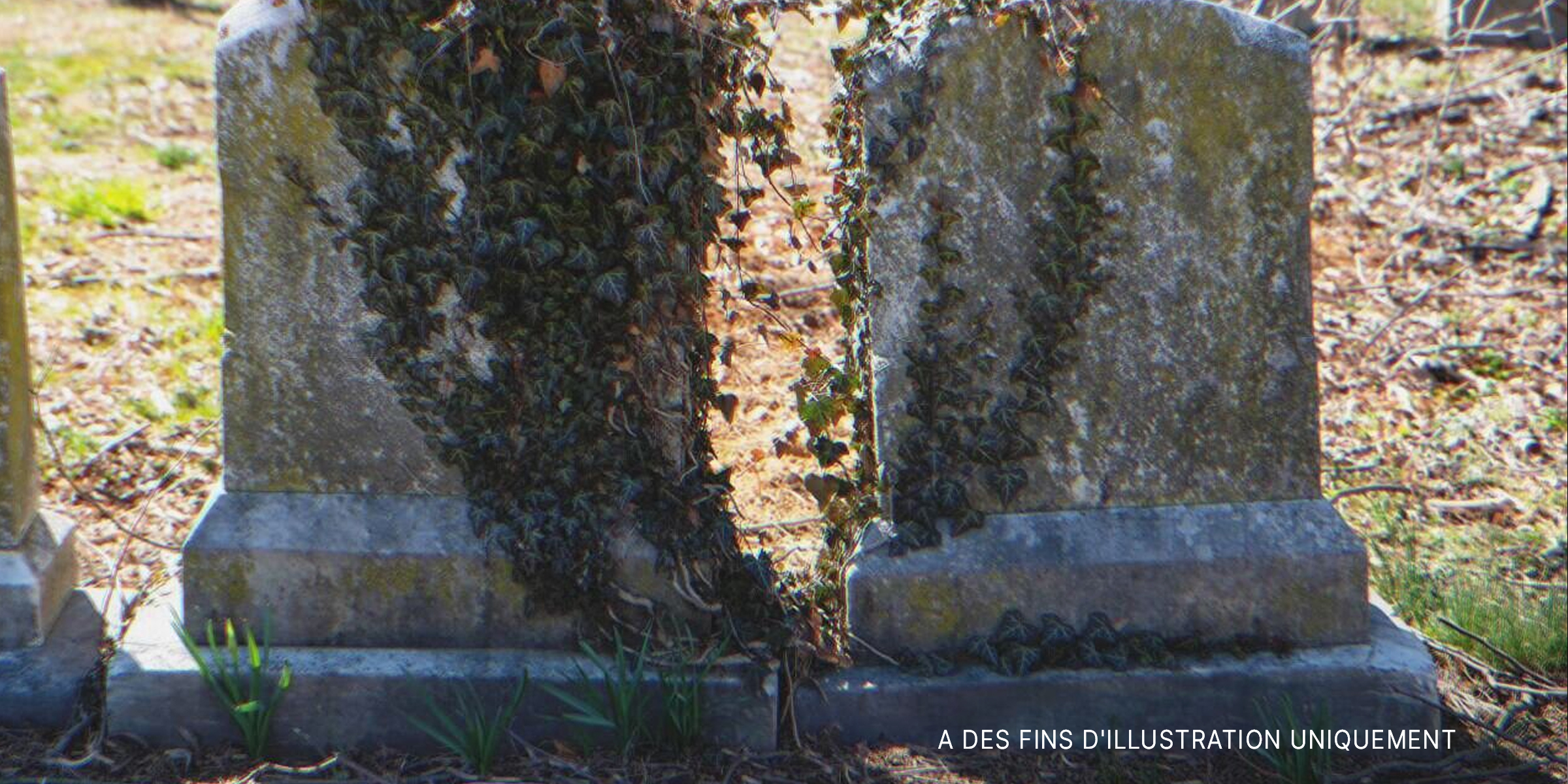 Tombes envahies par la végétation dans un cimetière | Source : Shutterstock