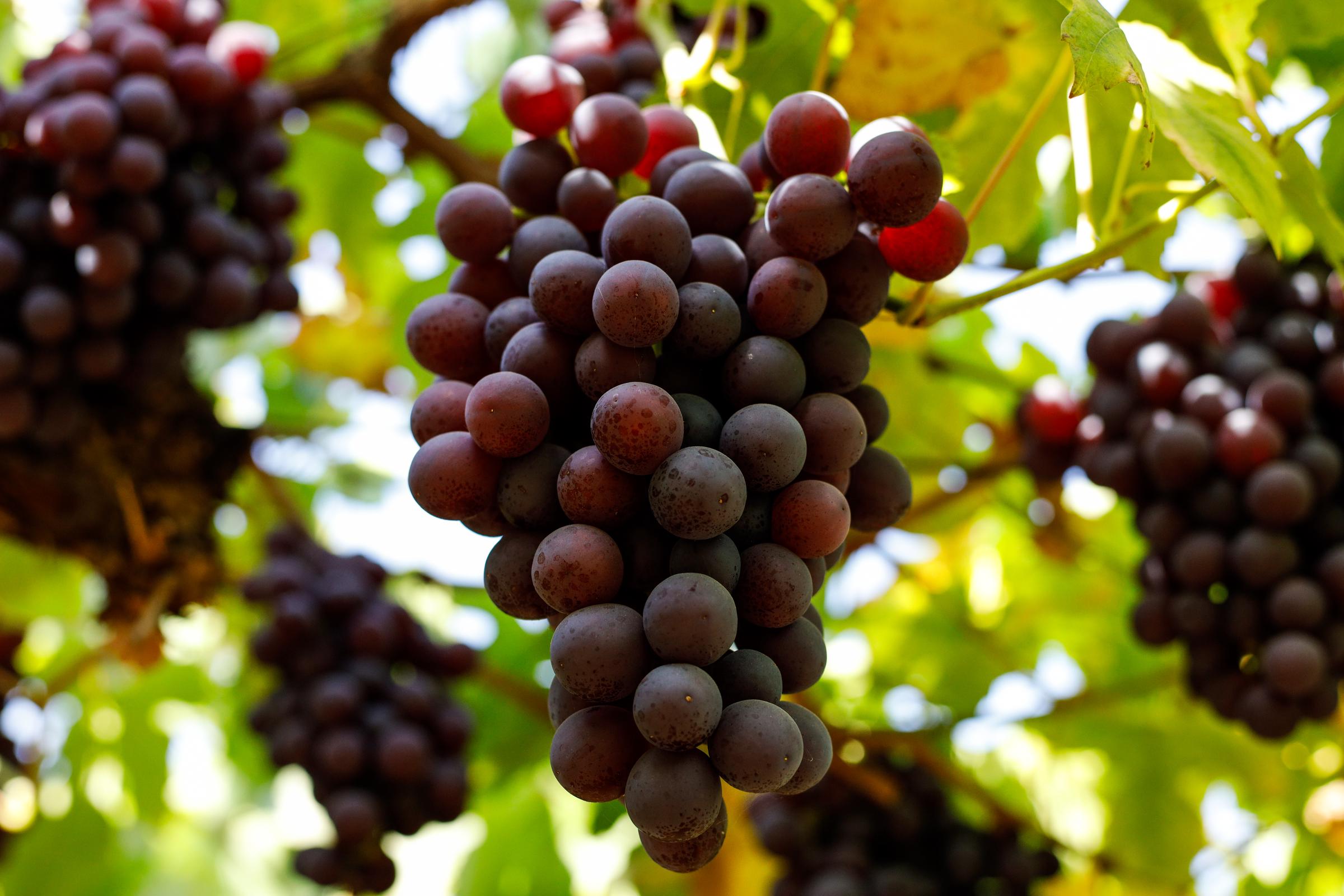 Raisins prêts à être cueillis | Source : Getty Images