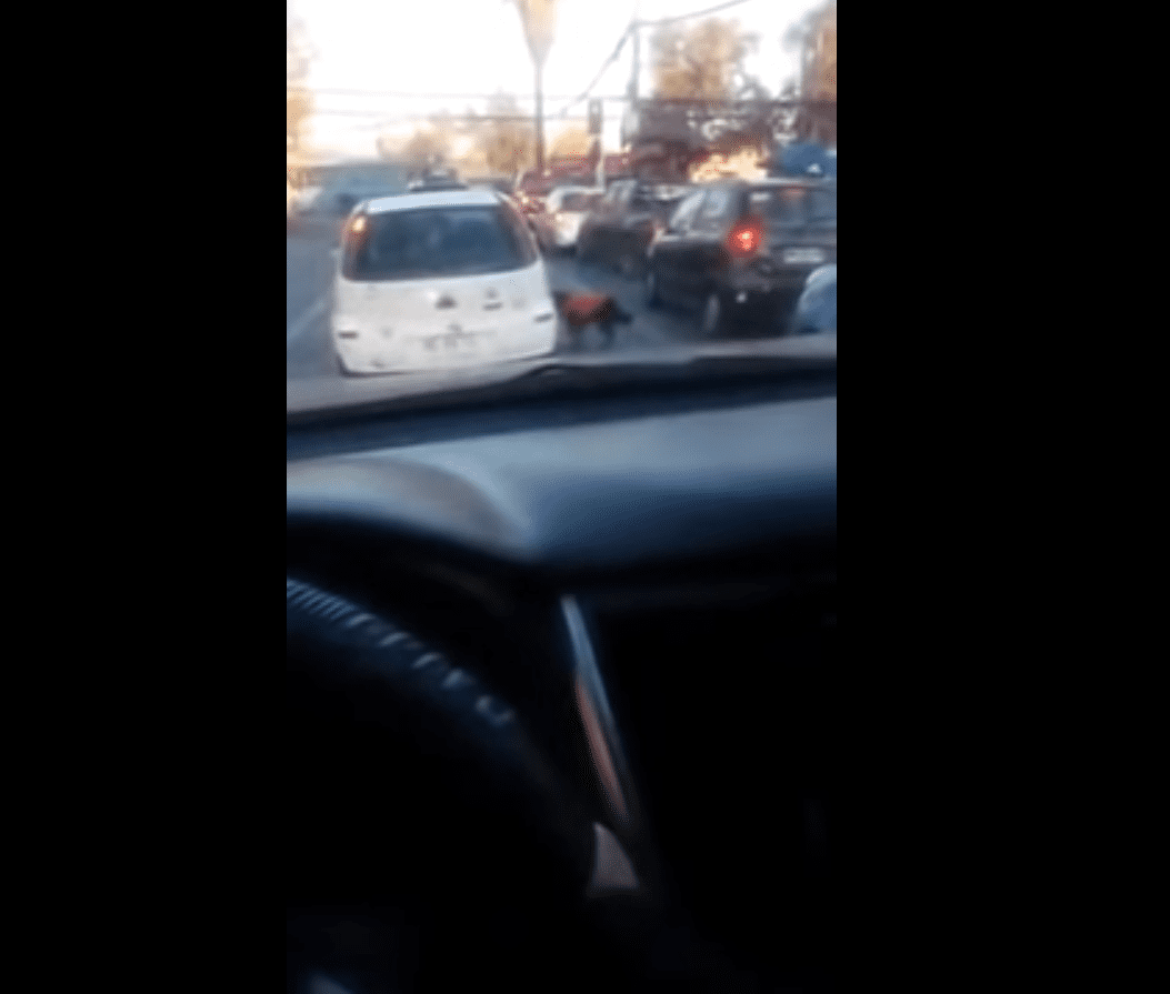 Capture de la vidéo dans laquelle vous pouvez voir le chien qui essaie de monter dans la voiture. | Source : Facebook / Javiera Osorio