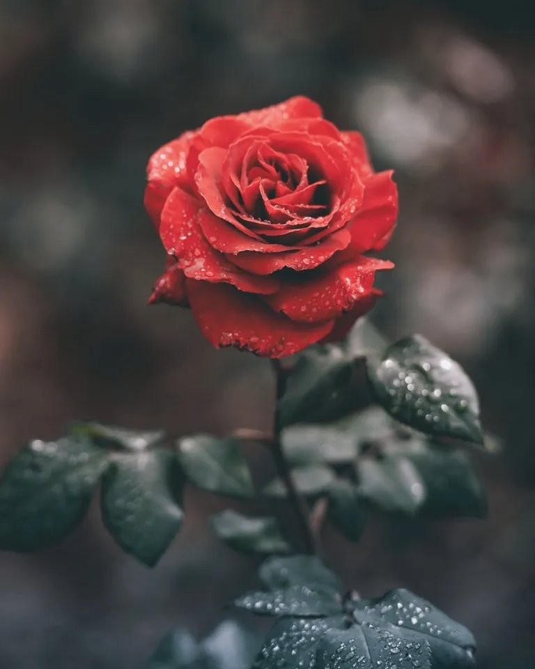 M. Courtney achetait toujours une rose rouge parfaite. | Source : Unsplash